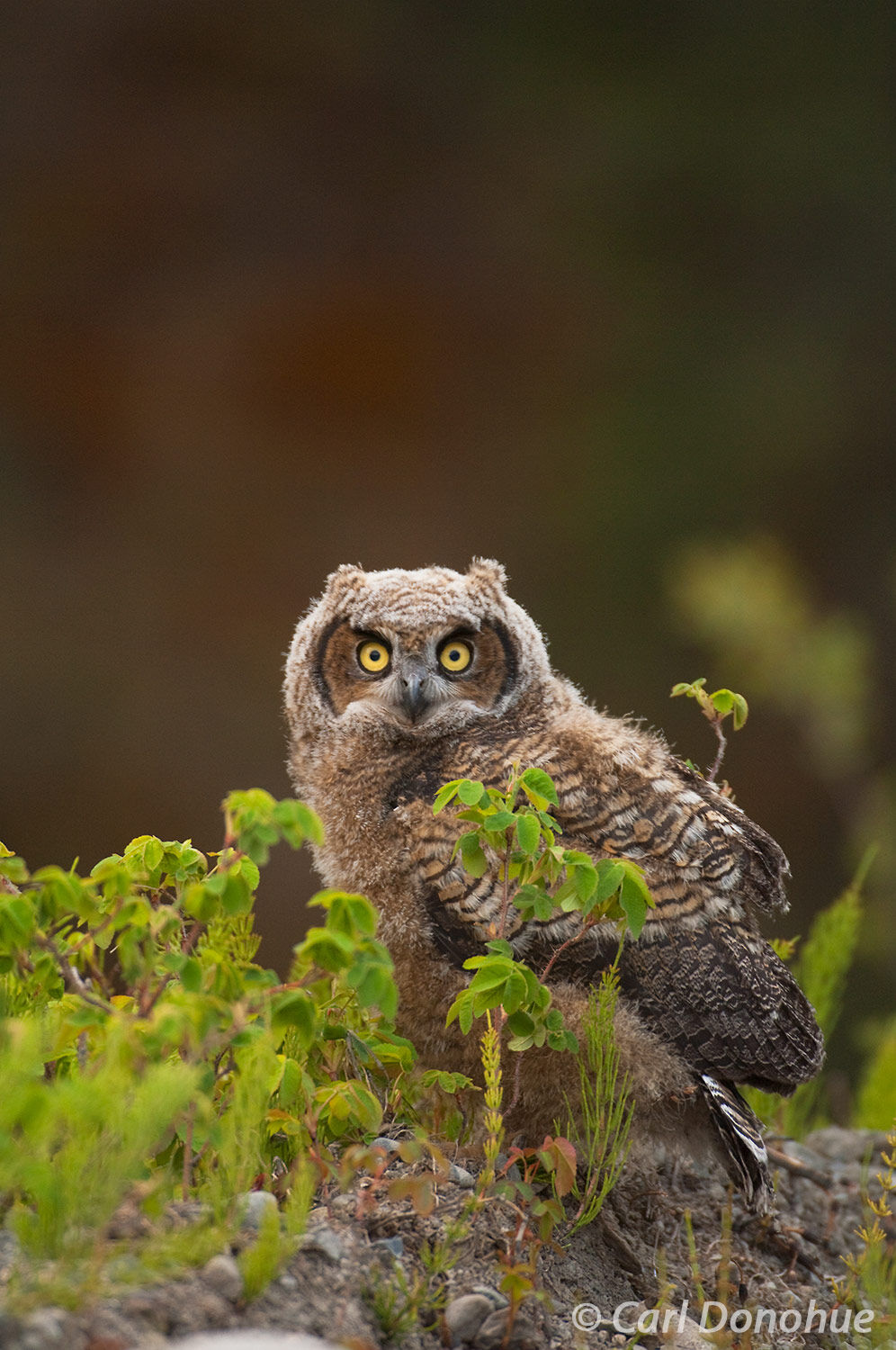 A young Great Horned Owl (Bubo virginianus), silent hunter of the boreal forest, stands on the ground after first fledging, Wrangell...