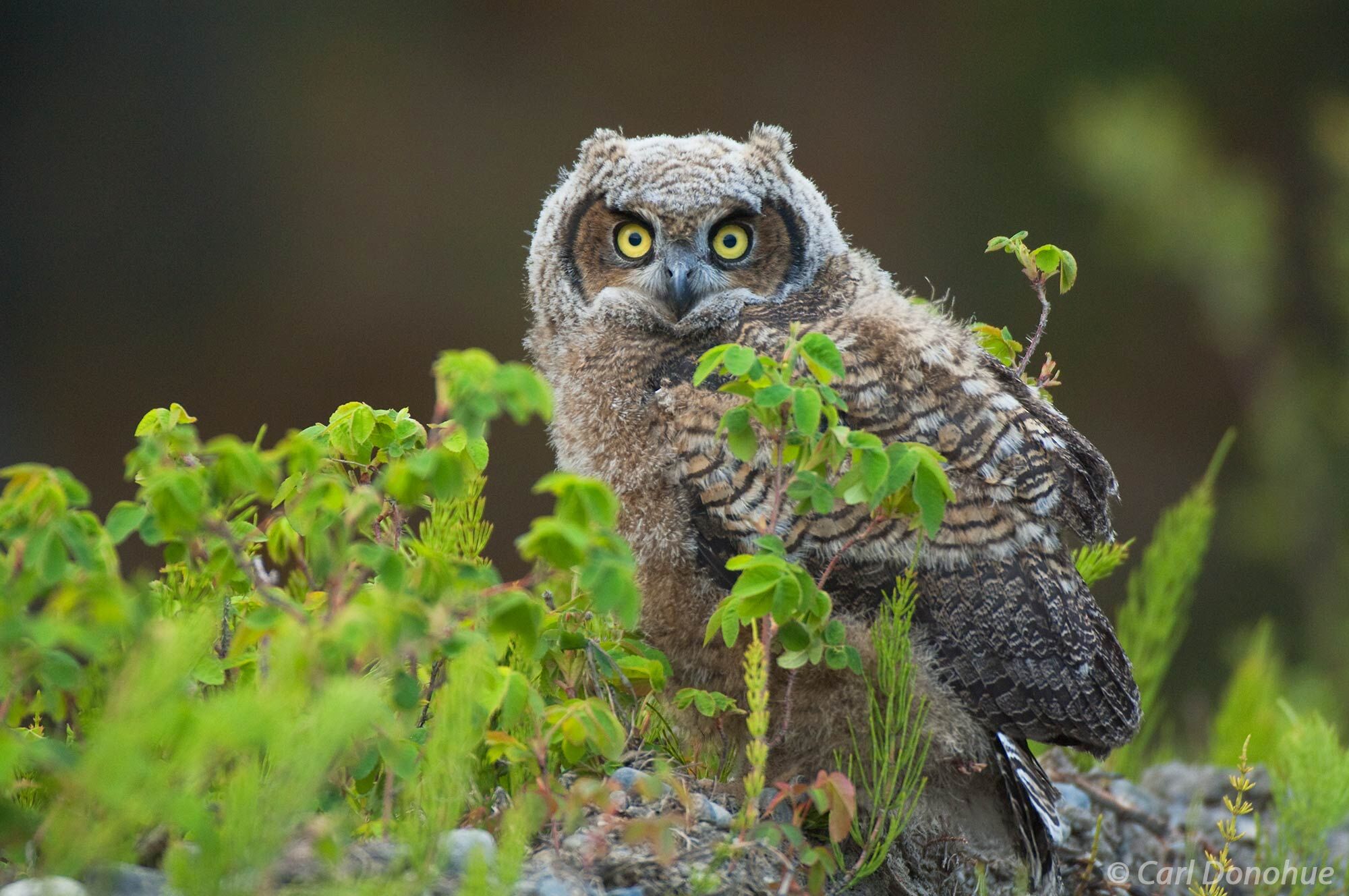 The Great Horned Owl is a symbol of the rugged beauty and natural diversity found in Wrangell-St. Elias National Park. The piercing...