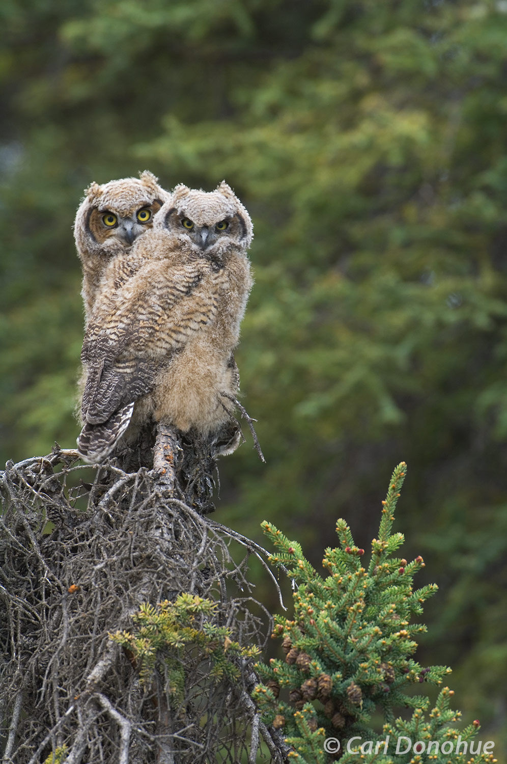Two young Great Horned Owl chicks (Bubo virginianus), silent hunter of the boreal forest, sit perched on a spruce tree. Wrangell...