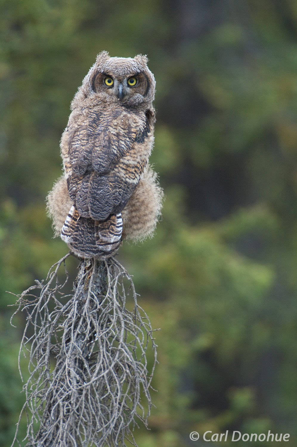 A young Great Horned Owl (Bubo virginianus) sits on the top of a small white spruce tree in the boreal forest, Wrangell St. Elias...