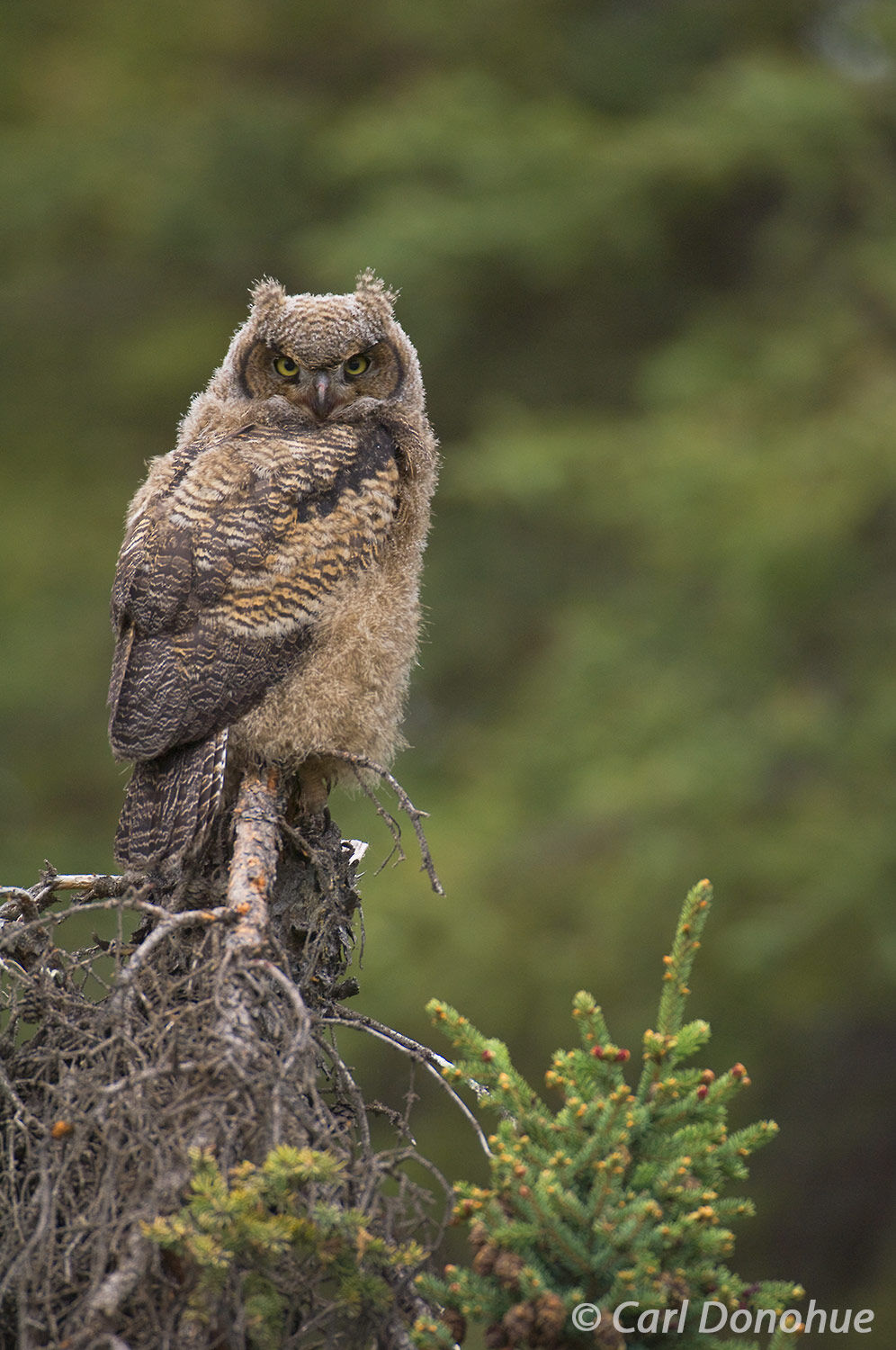 The tufts of feathers on the Great Horned Owl's head give it a regal appearance as it watches over its territory in Alaska. This...