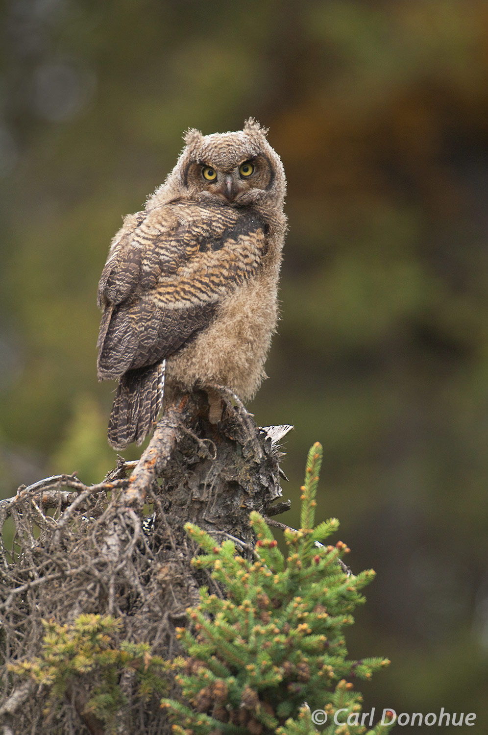 A young Great Horned Owl chick (Bubo virginianus) sits on the top of a small white spruce tree in the boreal forest, Wrangell...