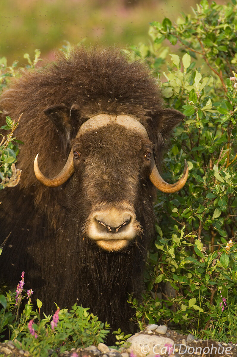 Muskox on the arctic coastal plain, near the Canning River, Arctic National Wildlife Refuge, ANWR, Alaska. 