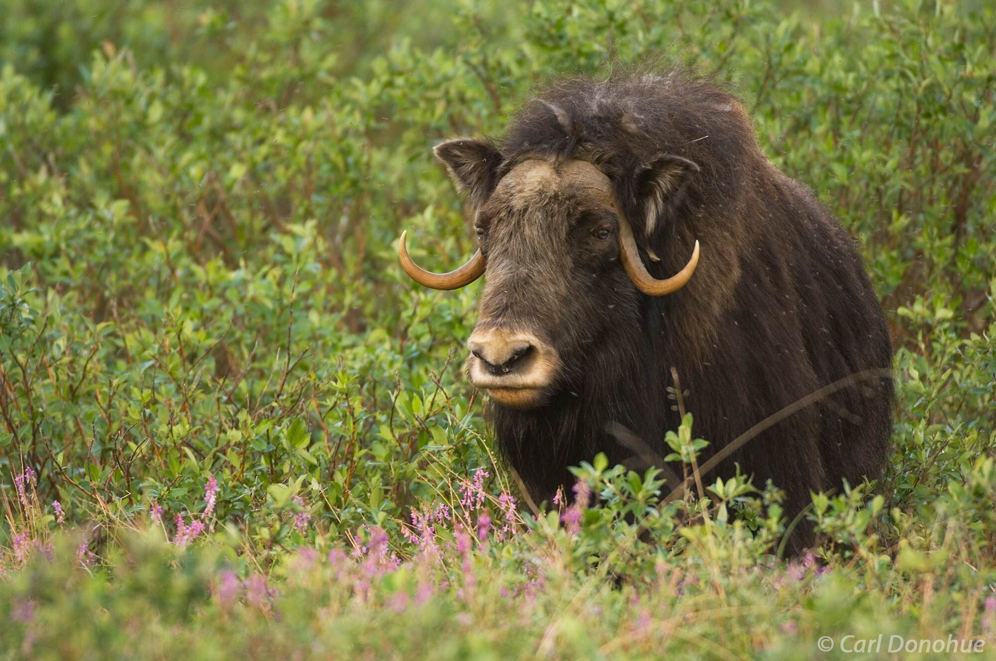 Muskoxen are a unique and majestic species that call the Arctic National Wildlife Refuge home. These sturdy creatures can withstand...