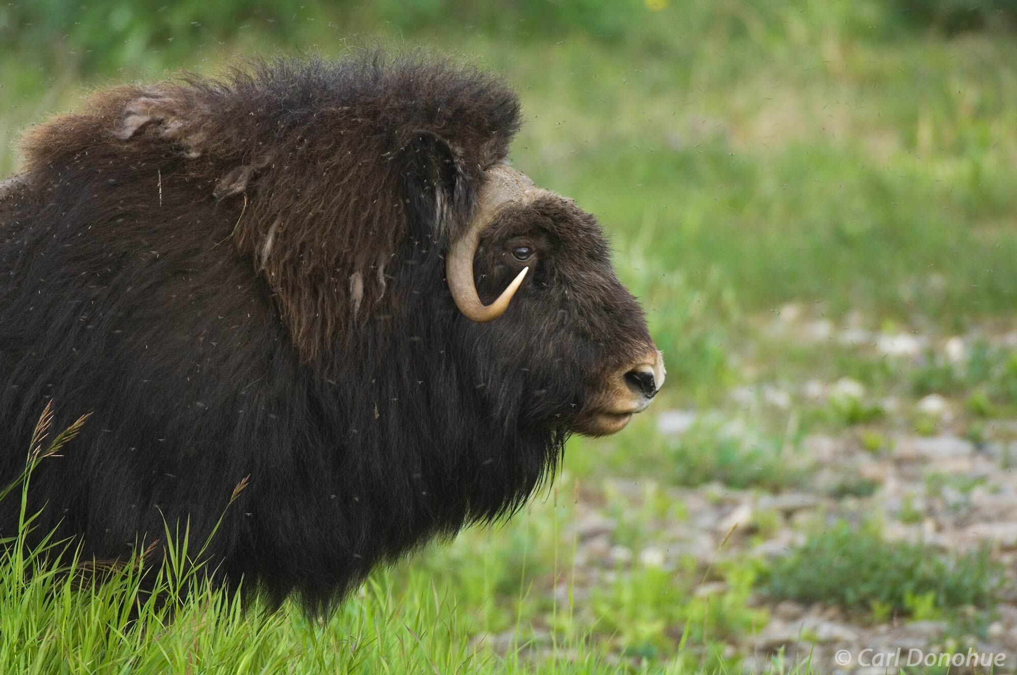 The muskox stands proudly amidst the snowy landscape of the Arctic National Wildlife Refuge. The powerful and majestic muskox...