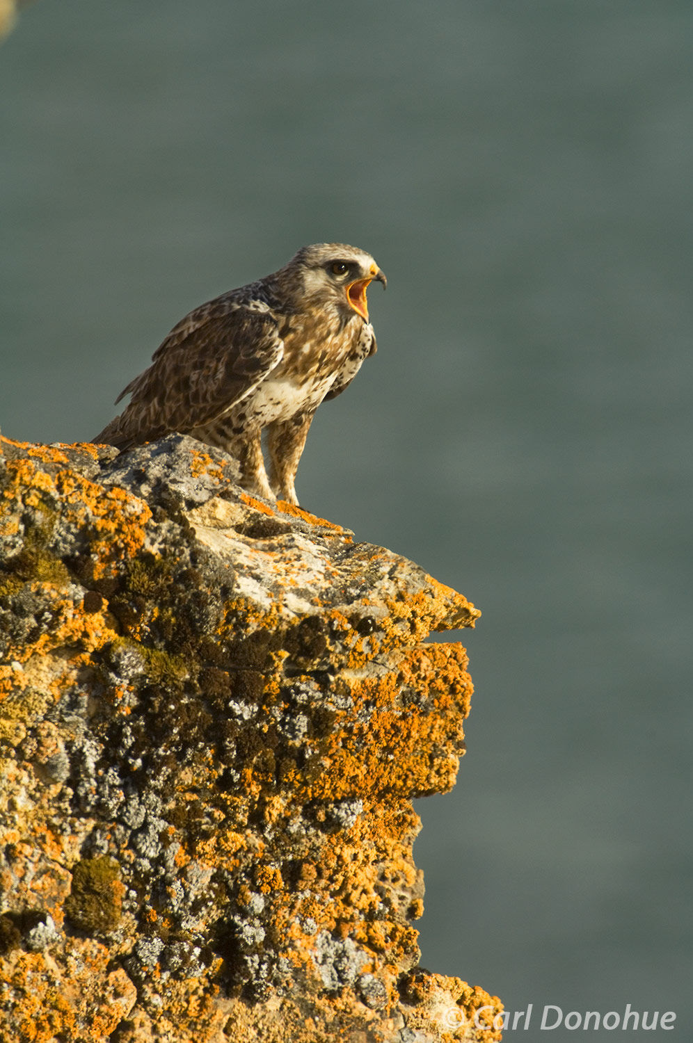 Rough-legged hawk, screeching, Arctic National Wildlife Refuge, ANWR, Alaska. The rough-legged hawk is a striking bird of prey...