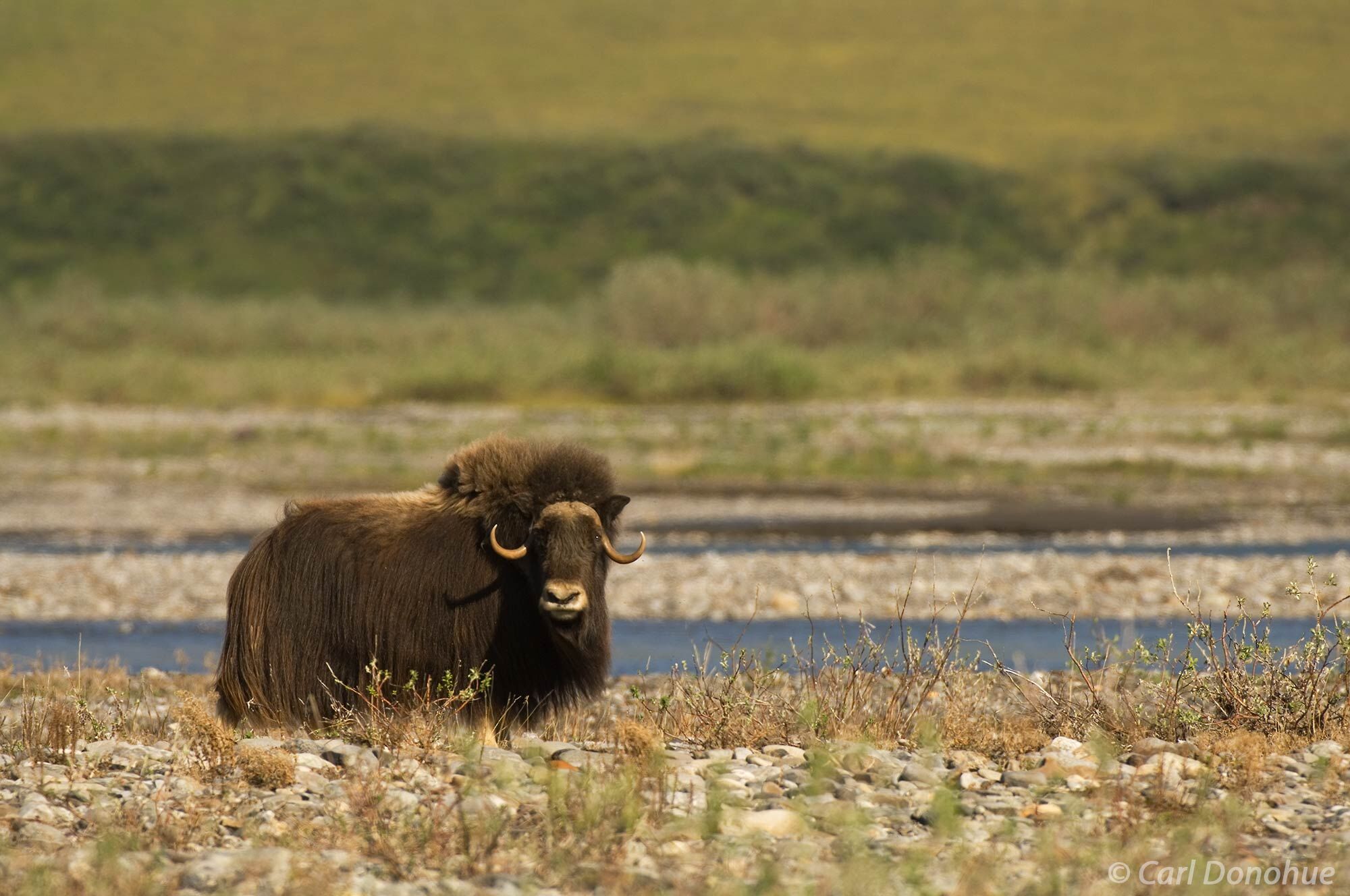 Musk Ox cow, coastal plain, Arctic National Wildlife Refuge, Alaska. Muskox live in small bands in the arctic, and amazingly...