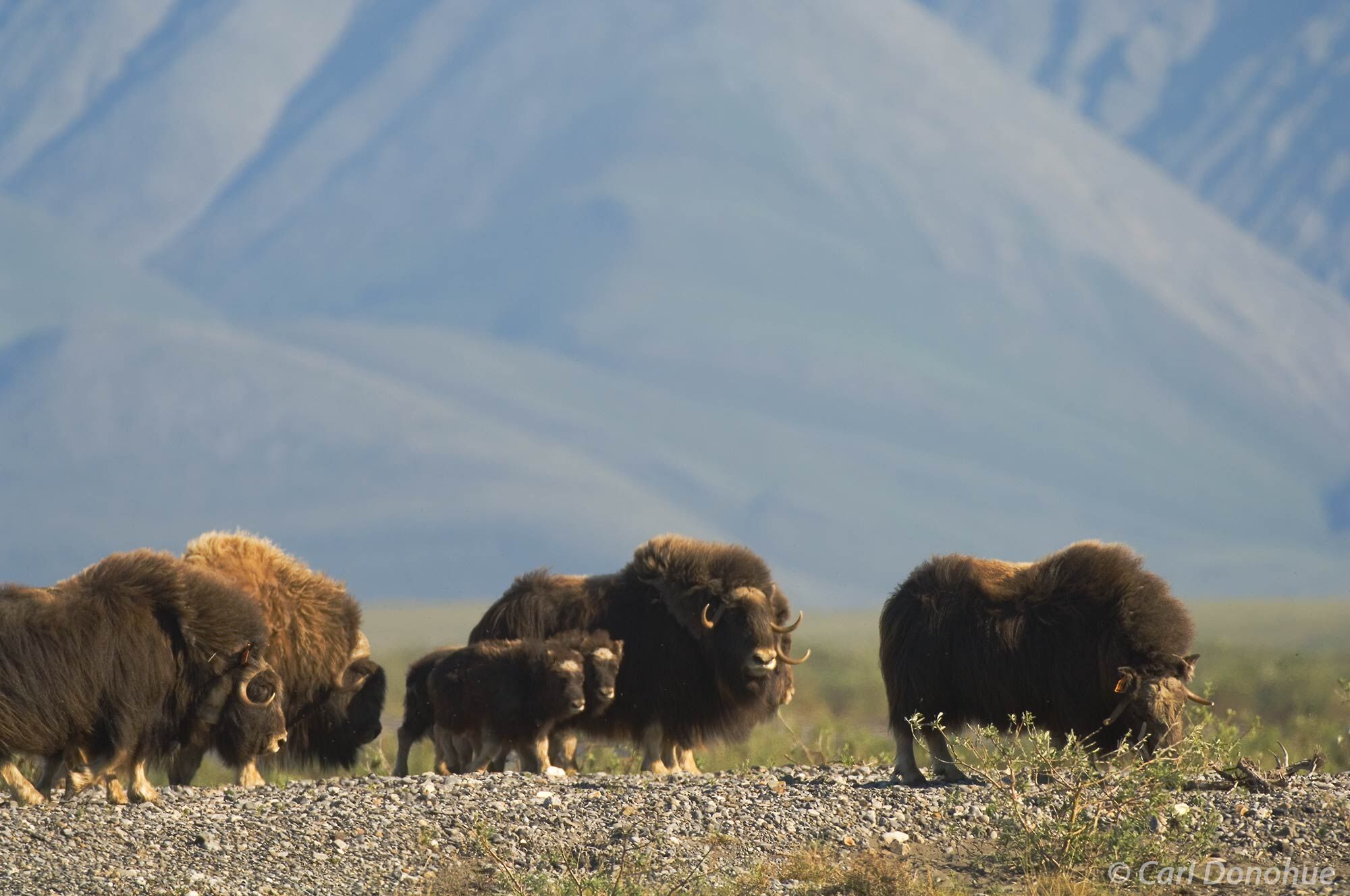 A small band of muskox, or musk ox, on the arctic coastal plain.  Muskox live in small bands in the arctic, and amazingly, seem...