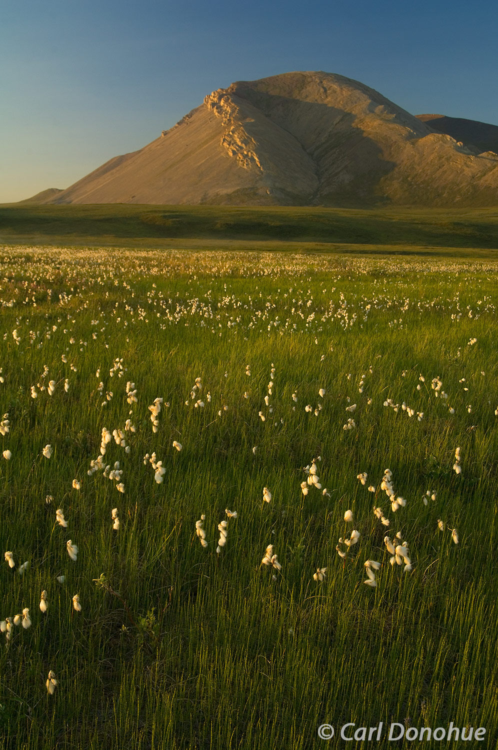 Cotton grass and Mount Copplestone, on the Canning River, at the southern reaches of the coastal plain, Arctic National Wildlife...