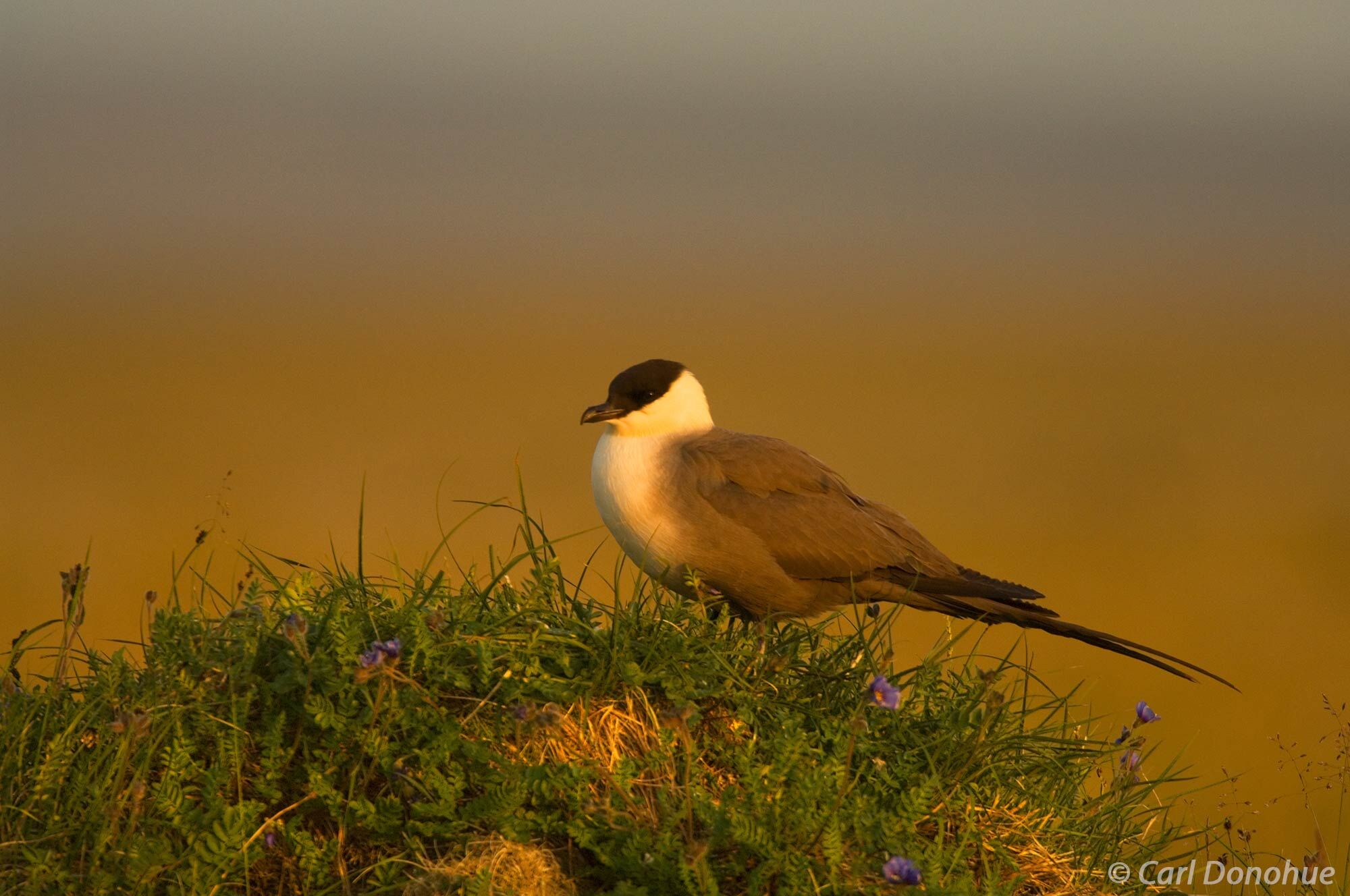 Long-tailed Jaeger, Arctic National Wildlife Refuge, ANWR, Alaska. The long-tailed jaeger is a fascinating and agile bird of...