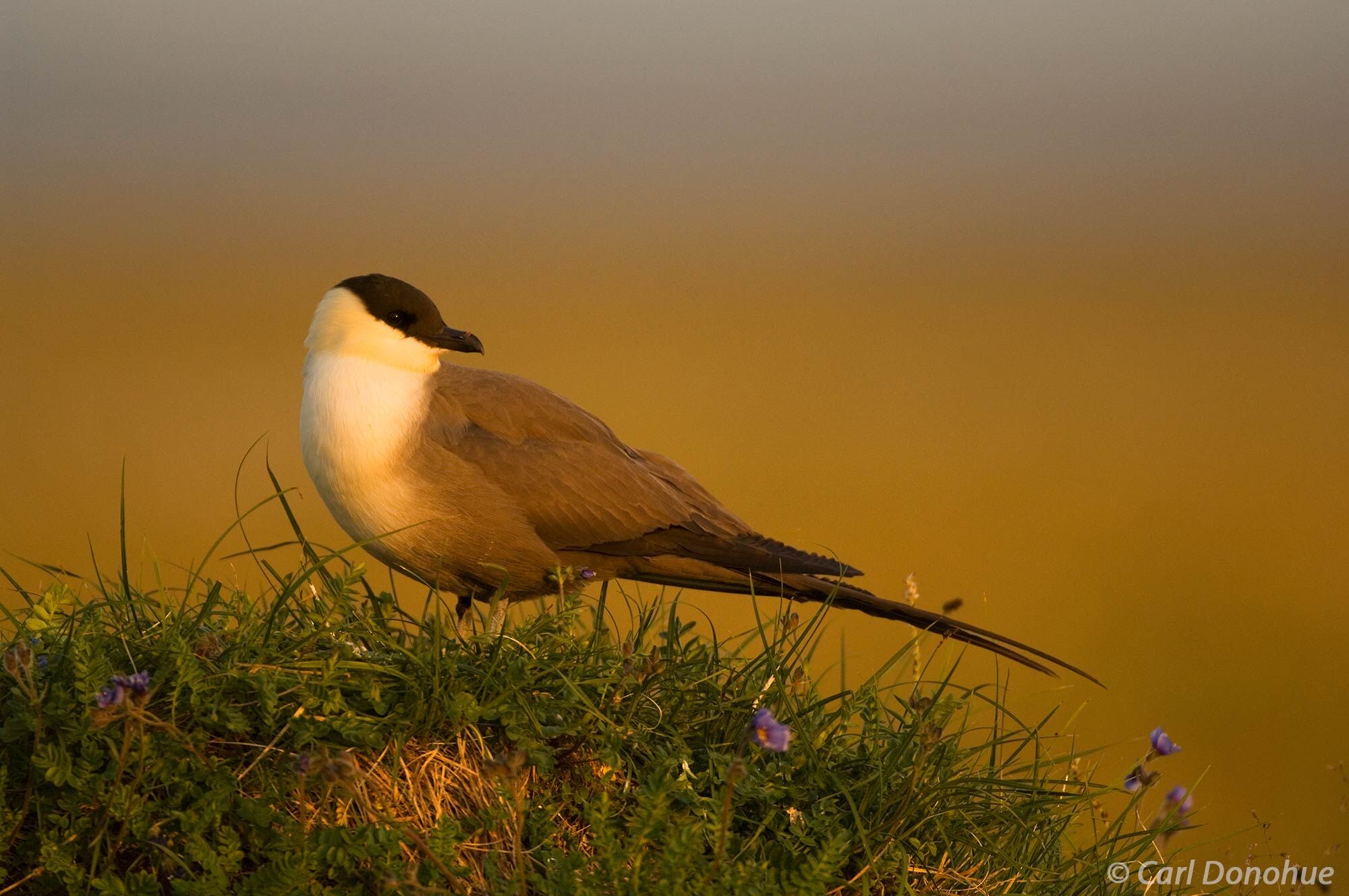 Long-tailed Jaeger, Arctic National Wildlife Refuge, ANWR, Alaska. The long-tailed jaeger sits perched on a mound on the tundra...