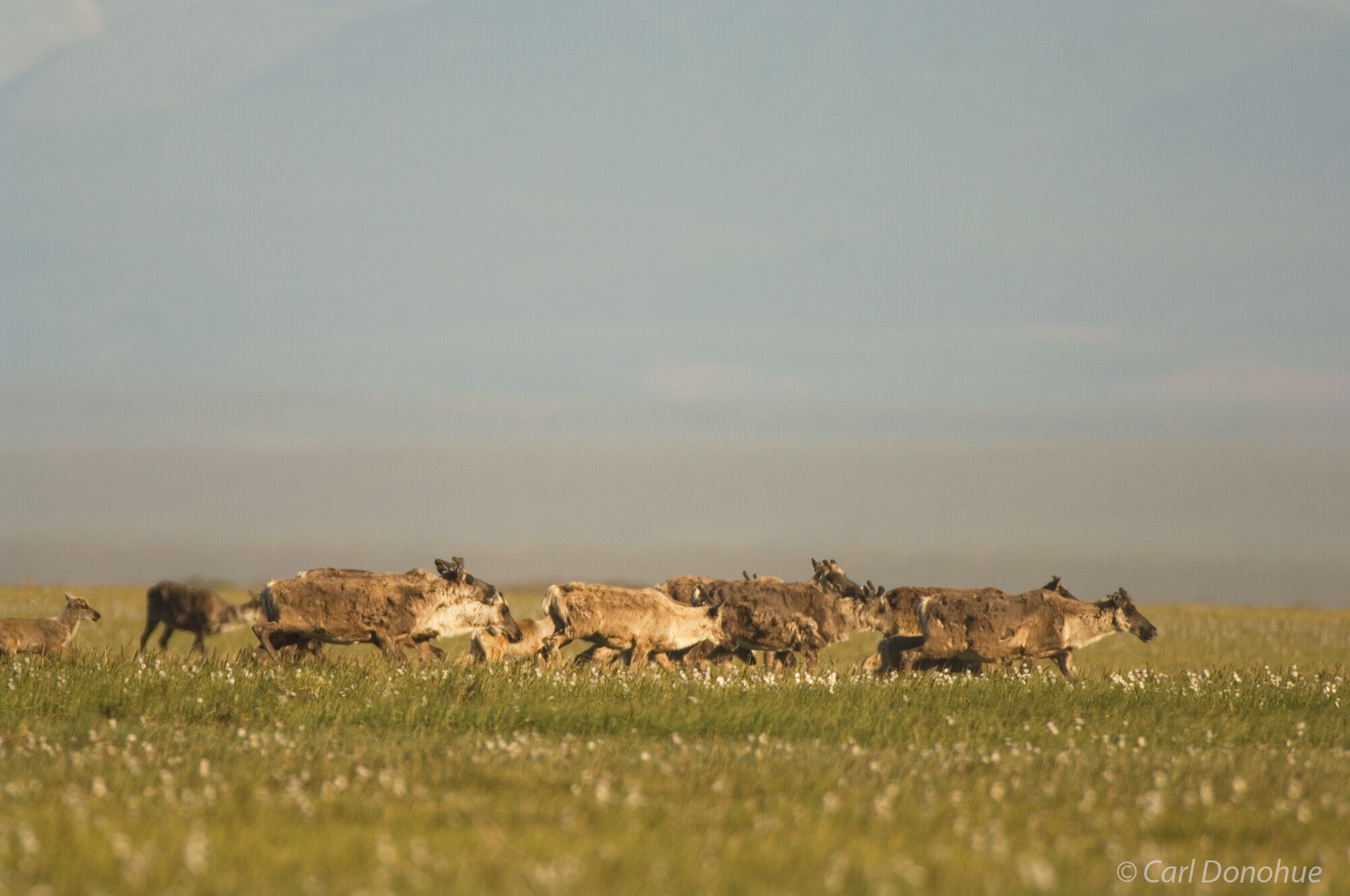 Caribou herd on the coastal plain, Arctic National Wildlife Refuge, ANWR Alaska.