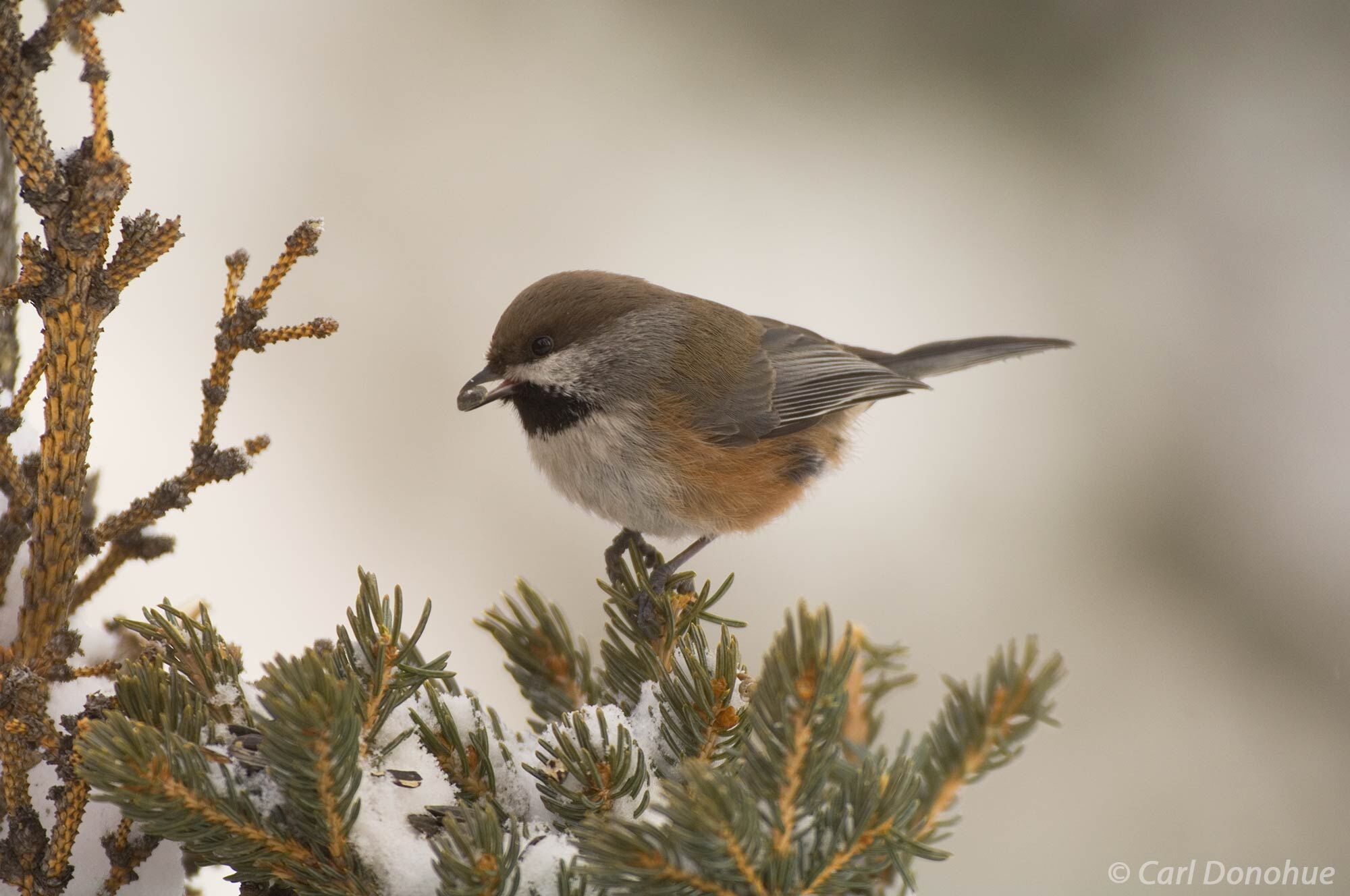 Boreal Chickadee feeding on seeds, perched on white spruce tree, winter. Boreal Chickadees are winter residents, and remain in...