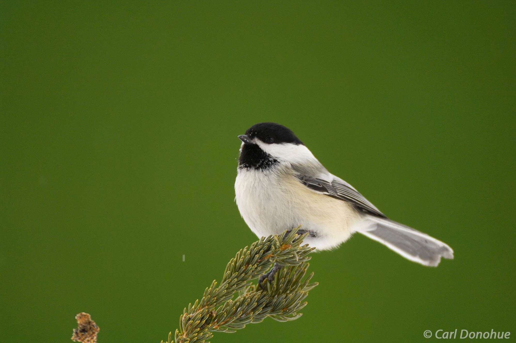 A black-capped chickadee takes a break from foraging in Wrangell-St. Elias National Park, its small form perched atop a snowy...