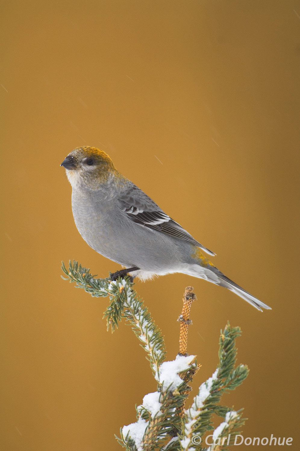 A female grosbeak perches atop a snowy branch in Wrangell-St. Elias National Park, its colorful feathers a bright contrast to...