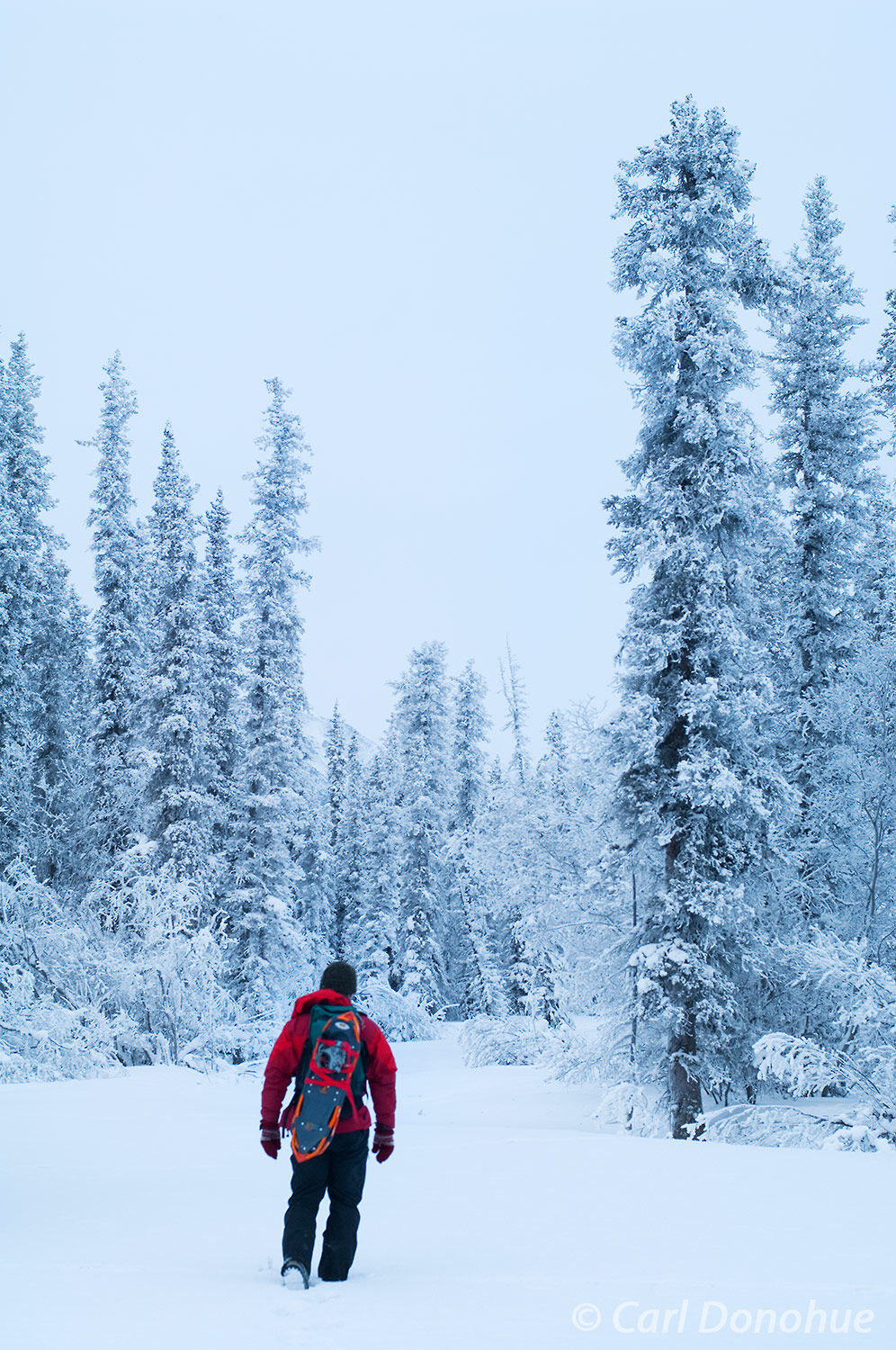Winter travel through the boreal forest, in Wrangell-St. Elias National Park and Preserve.  Myself hiking with snowshoes through...