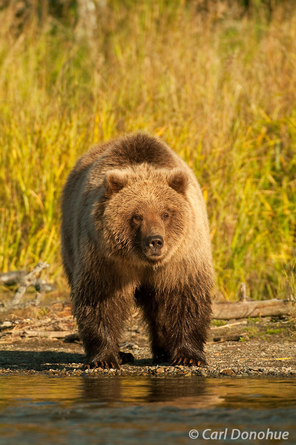 A young grizzly bear cub standing on river's edge, Brooks River, Katmai National Park, Alaska. Often curious, brown bear cubs...