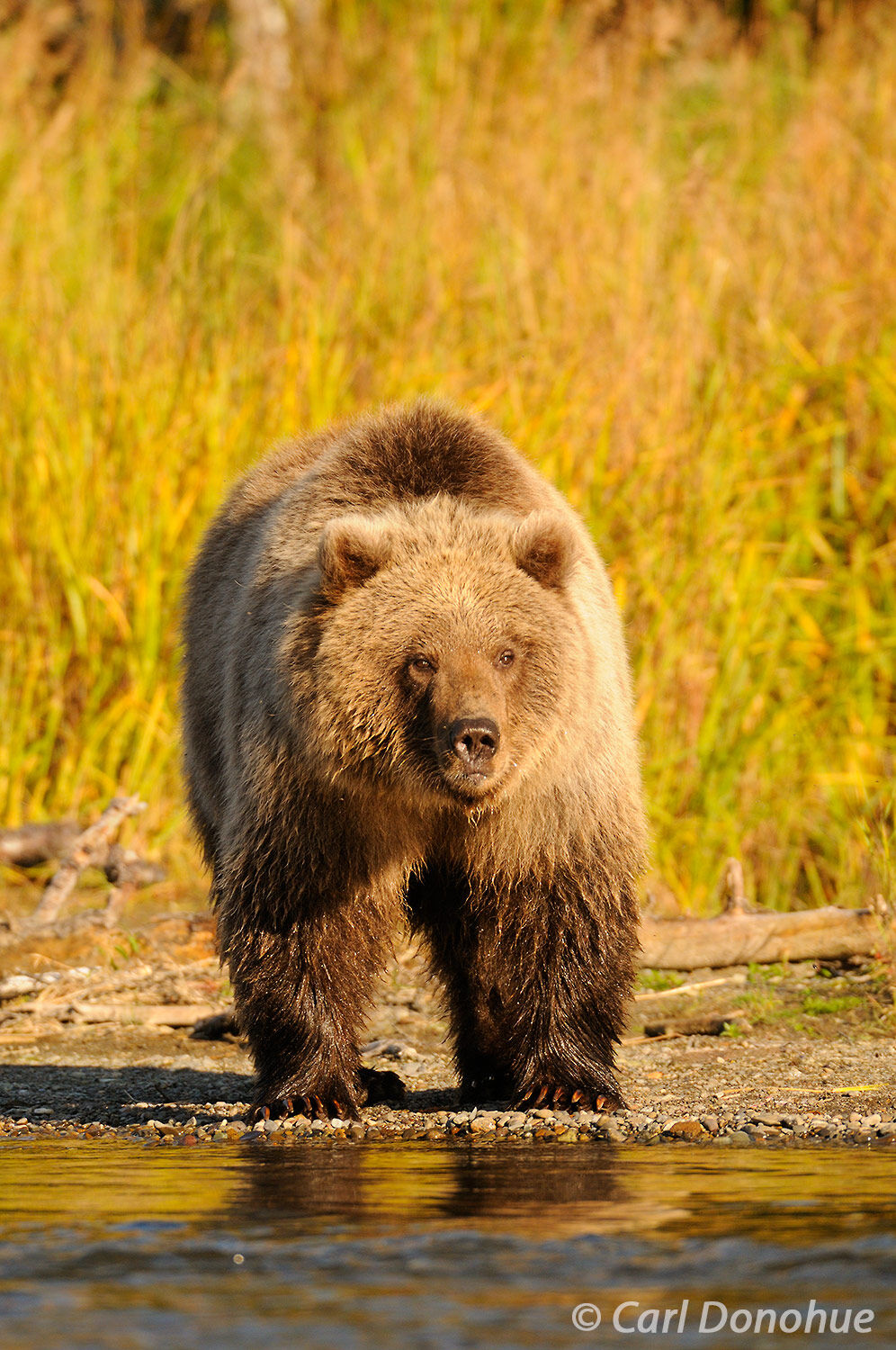 A young grizzly bear cub (brown bear, Ursus arctos) stands by the shores of Brooks River in the beautiful late afternoon light...