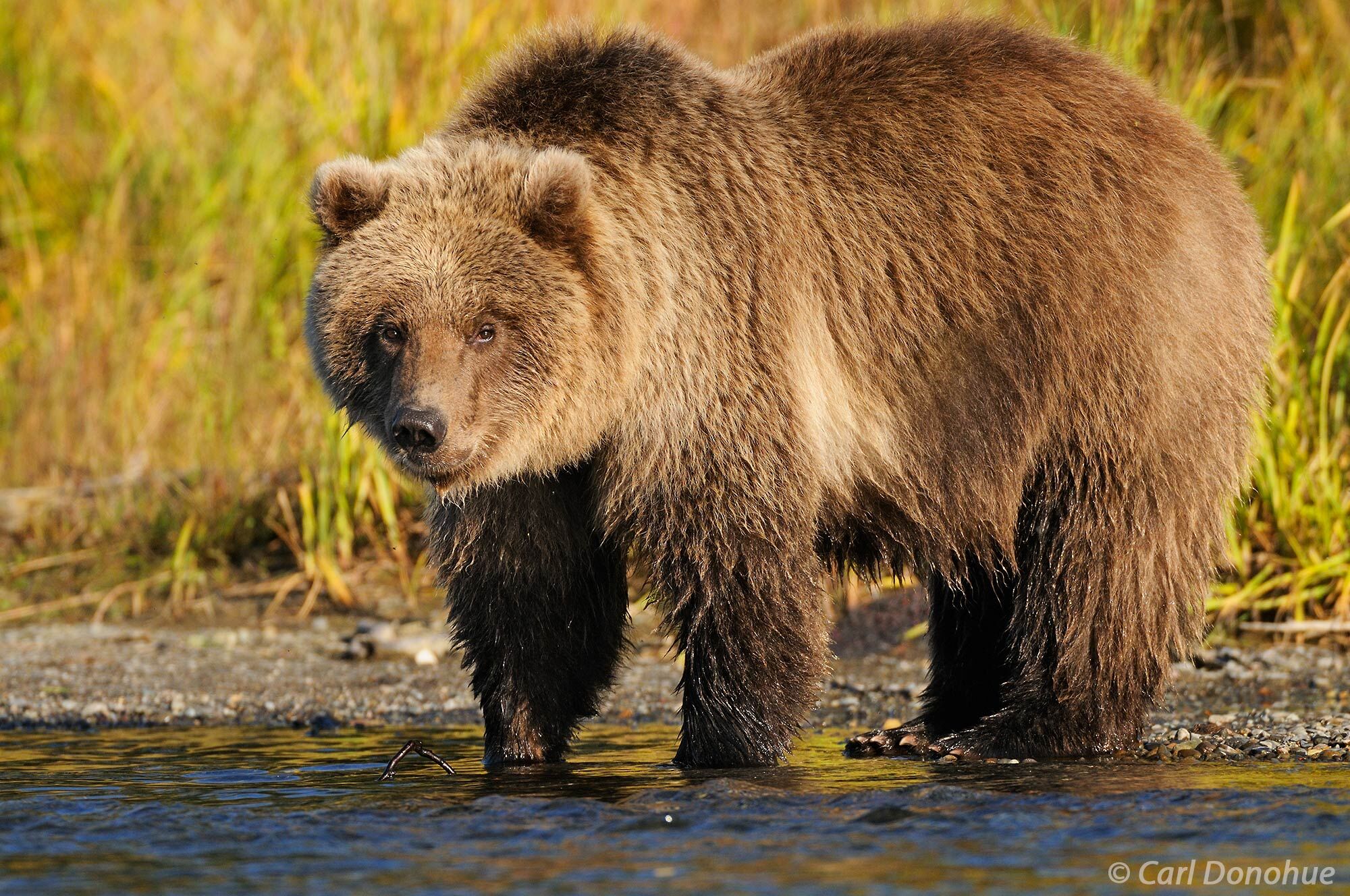 A young grizzly bear cub standing on the edge of Brooks River, Katmai National Park, Alaska. Ursus arctos.