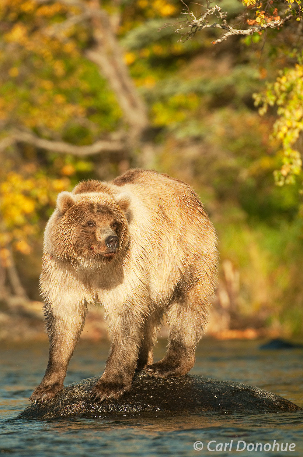 Blond colored grizzly bear fishing Katmai National Park Blonde grizzly bear standing on a rock looking for Sockeye salmon, Brooks River, Katmai National Park, Alaska. A gorgeous young...