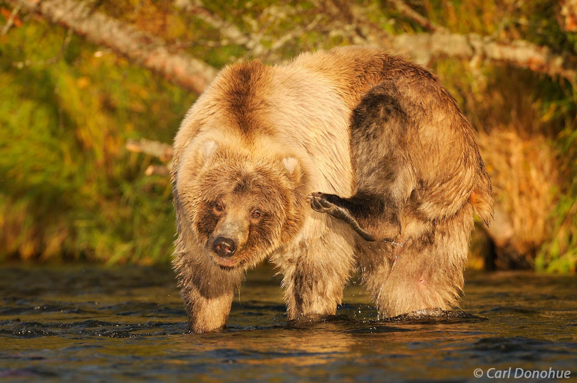 A blond-colored grizzly bear, a young male, standing in a river reaches behind his ear to scratch with his hind foot claws....