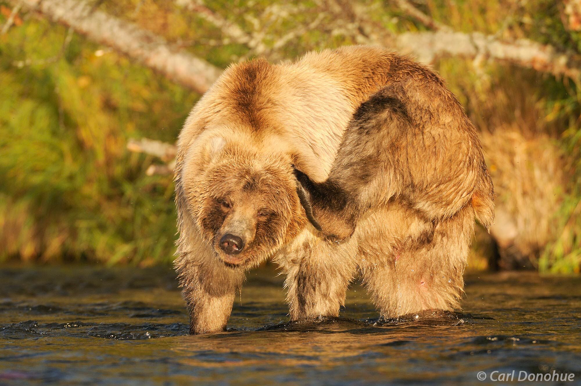 A blond grizzly bear standing in a river reaches behind his ear to scratch with his hind foot claws.  Grizzlies, or brown bears...