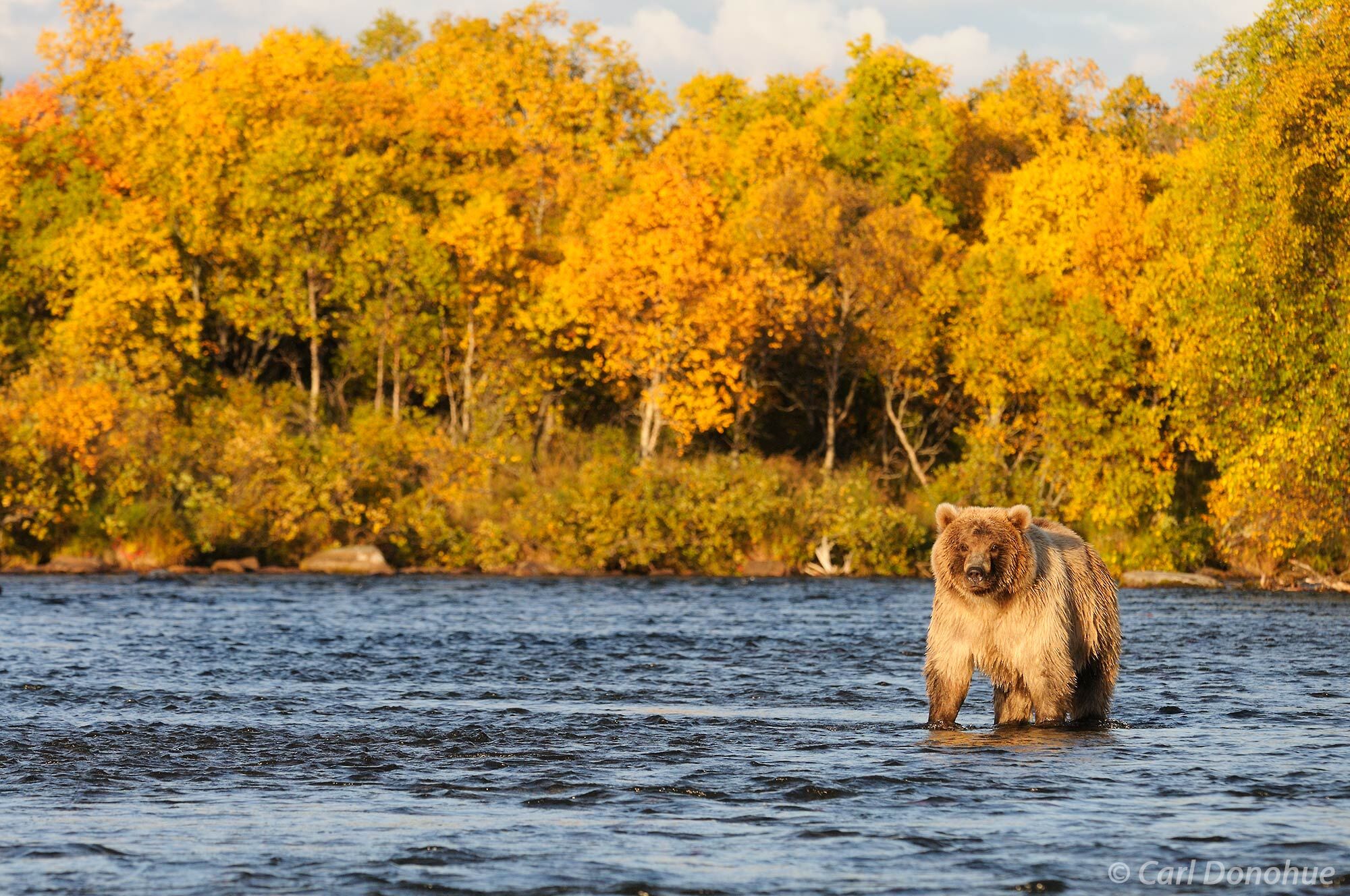 A young blond subadult grizzly bear, a young male, stands in Brooks River, fishing for spawning Sockeye Salmon.  Fall colors...