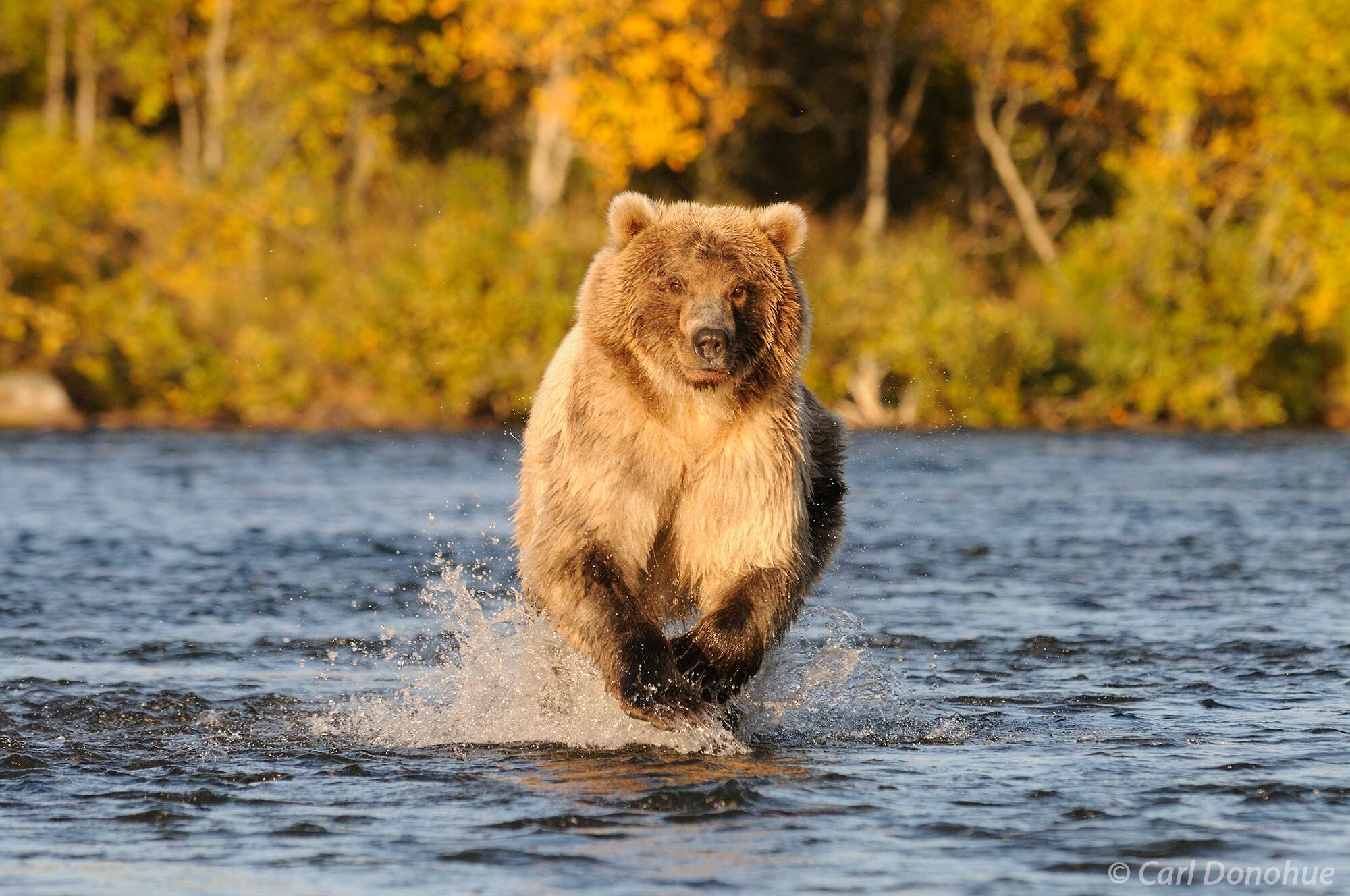 A grizzly bear (brown bear, Ursus arctos), charging up Brooks River chasing spawning Sockeye Salmon, fall colors on the forest...