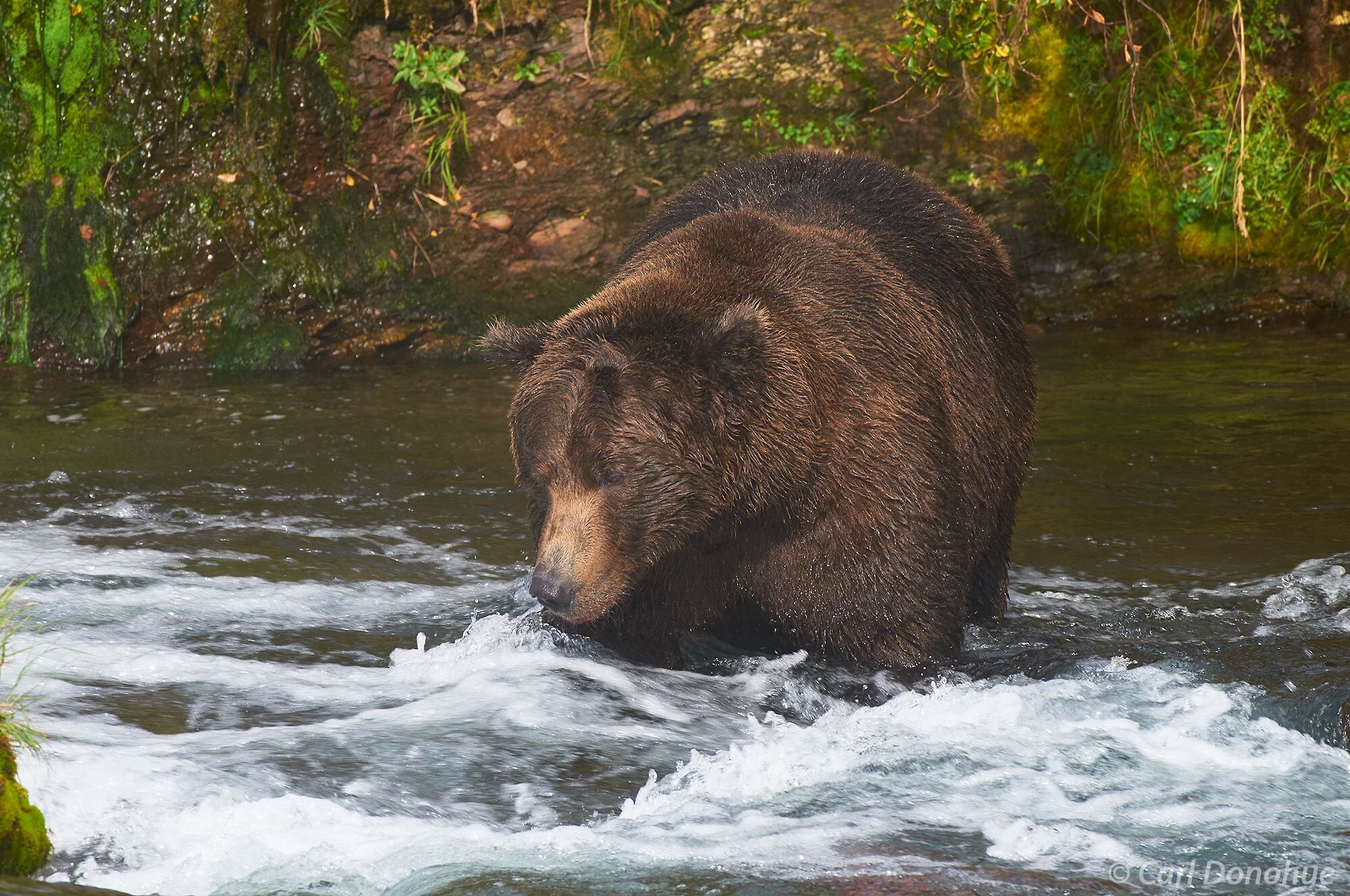 A massive brown bear male on Brooks River, late in the fall, patiently waiting for that wary salmon to give it up. Brown bear...