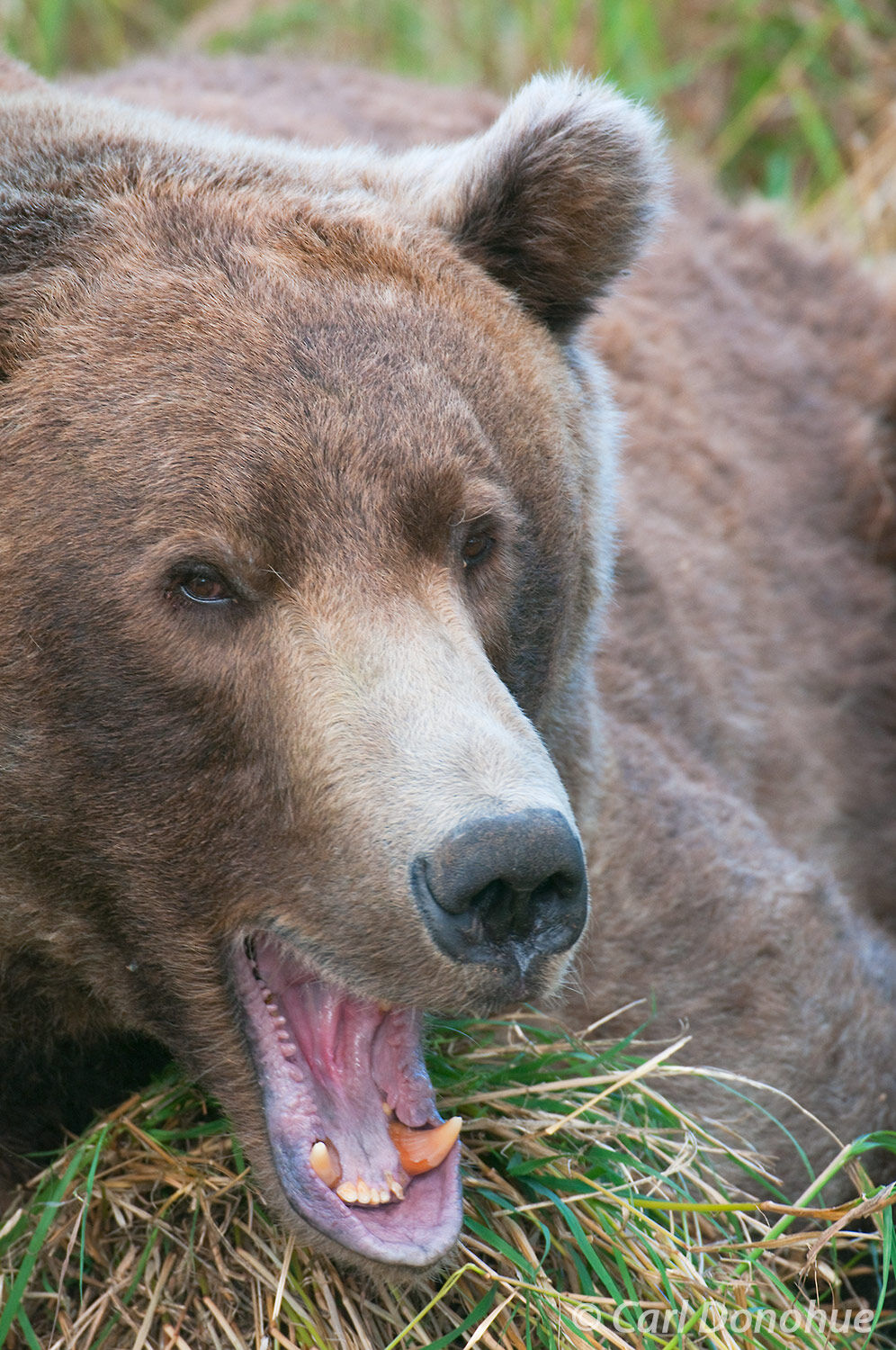 A grizzly bear waking up from a nap yawns, Katmai National Park and Preserve, Alaska. A closeup of Otis. A legend. Ursus arctos...