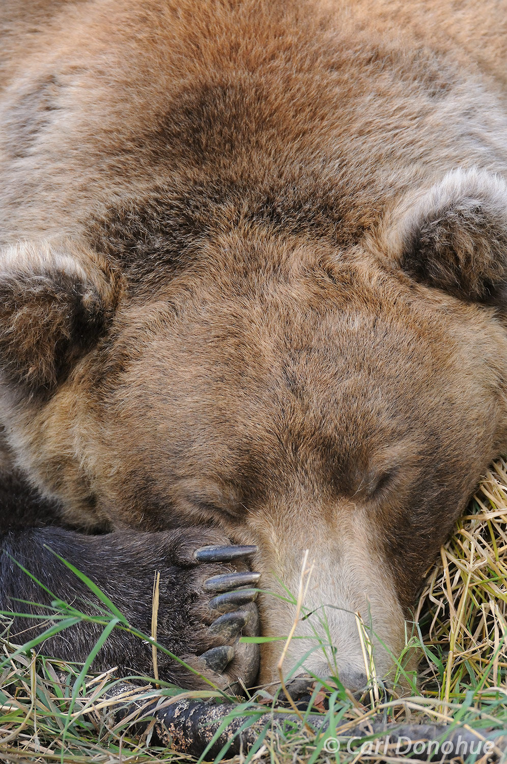 A large adult male grizzly bear (Ursus arctos) sleeping in grass, closeup headshot, showing face and claws, paw over his nose...
