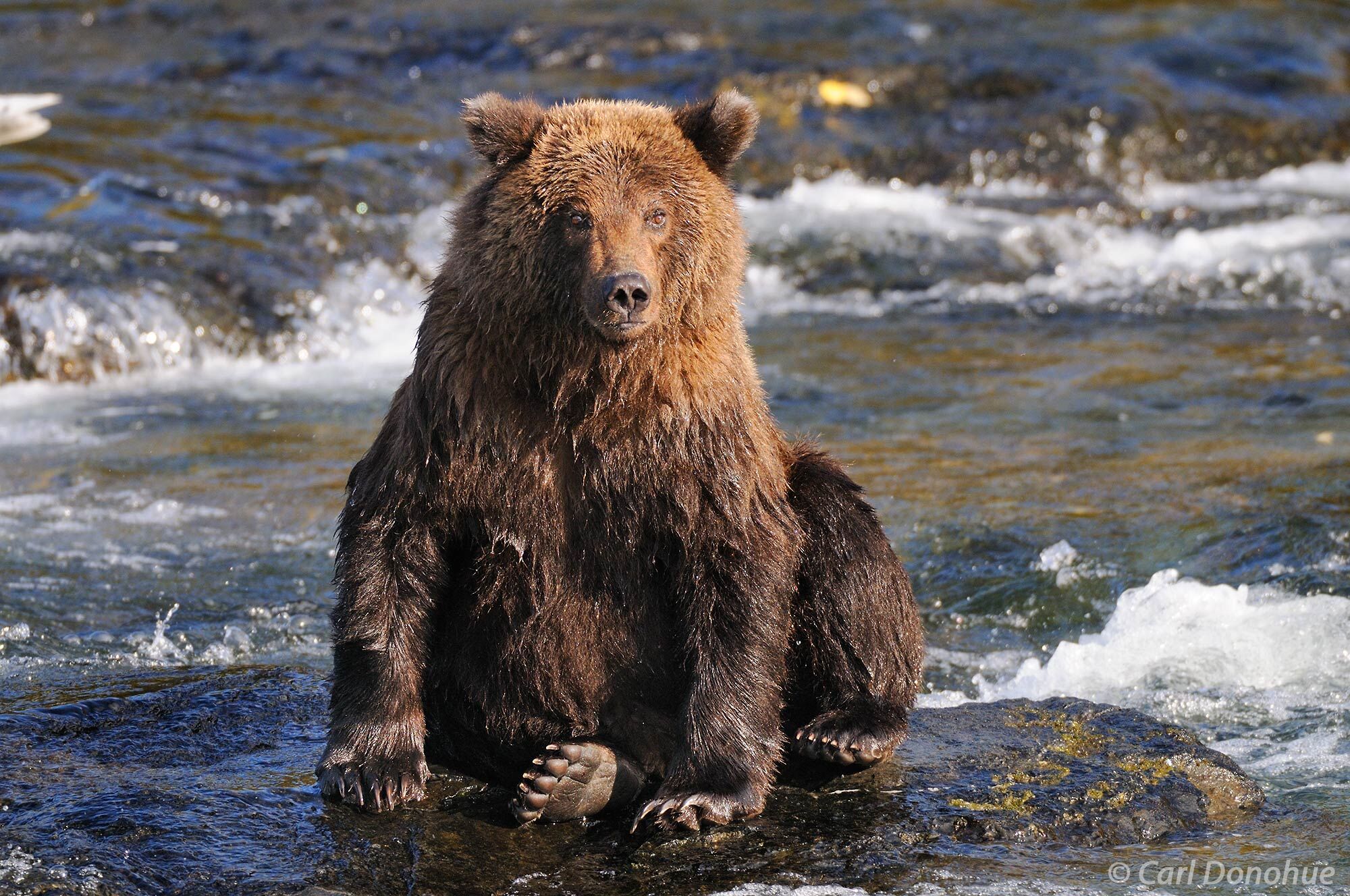 A grizzly bear cub, Ursus arctos, sits on a rock in a salmon stream, Katmai National Park and Preserve, Alaska. Ursus arctos.