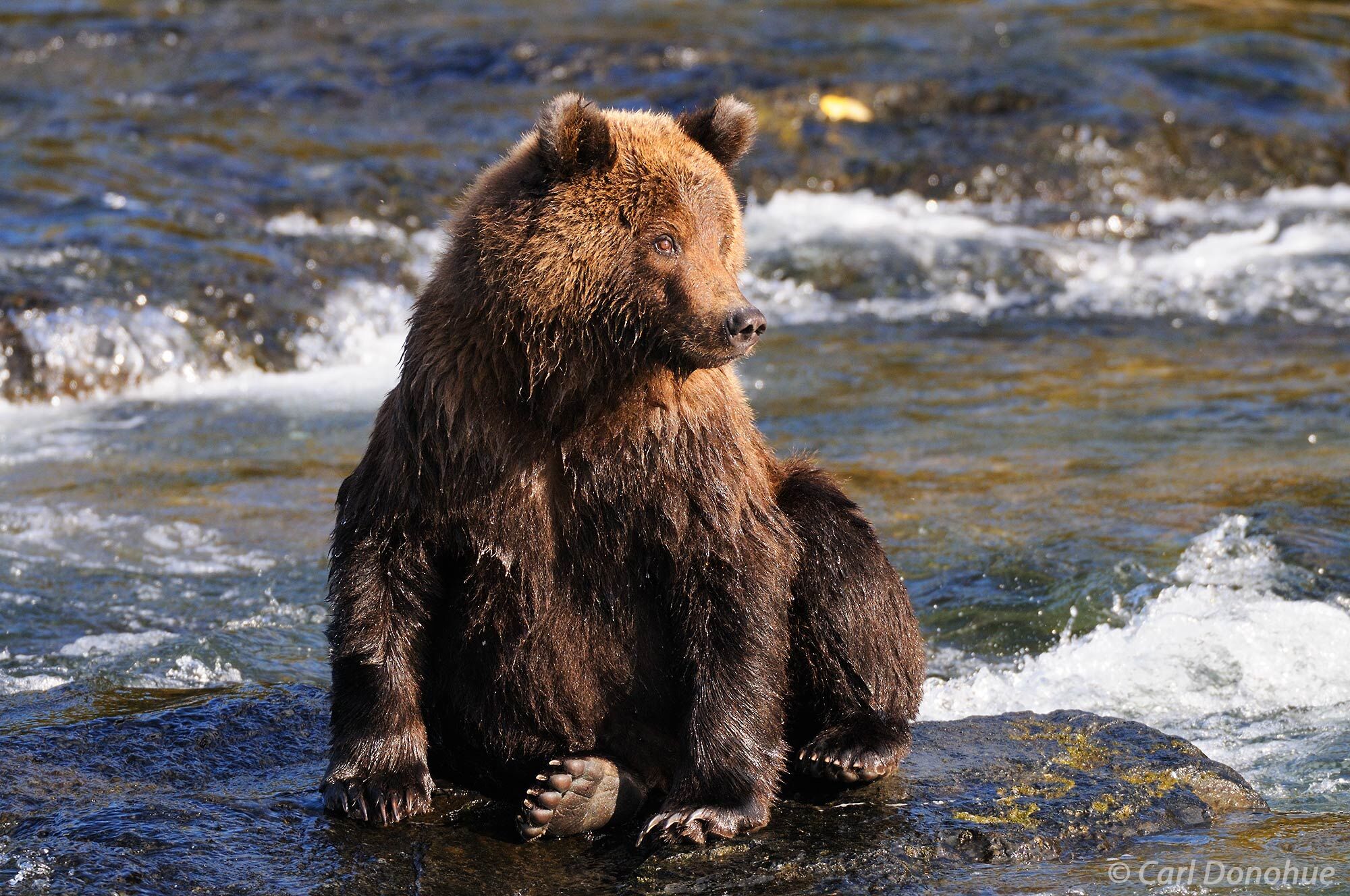 A grizzly bear cub, Ursus arctos, sits on a rock in Brooks River, Katmai National Park and Preserve, Alaska. Ursus arctos.