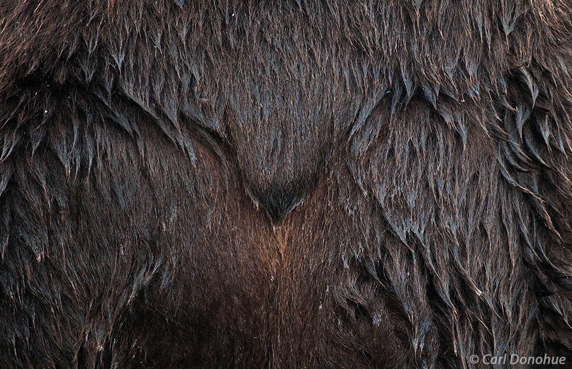 Brown bear tail, Katmai National Park, Alaska | Alaska | Carl Donohue