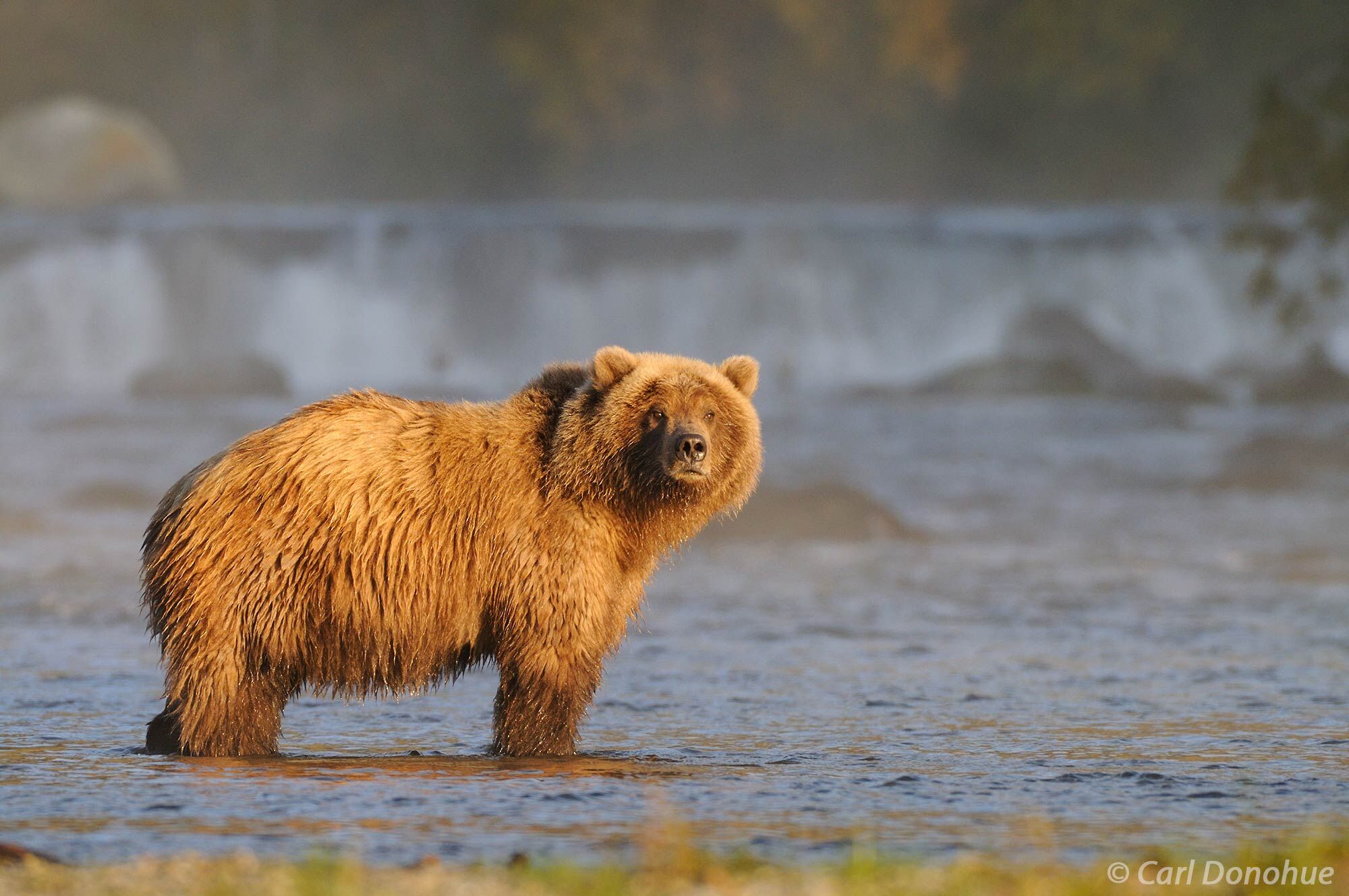A brown bear (brown bear, Ursus arctos) stands in Brooks River in the fog, early morning light, fishing for spawning Sockeye...