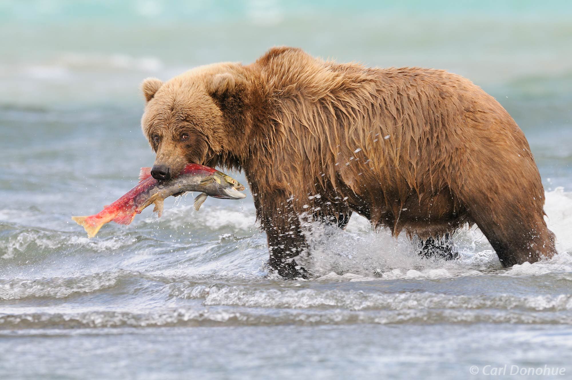 Coastal brown bear fishing catches a Sockeye Salmon.  Brown bears along the coast enjoy a rich salmon diet and can grow to enormous...