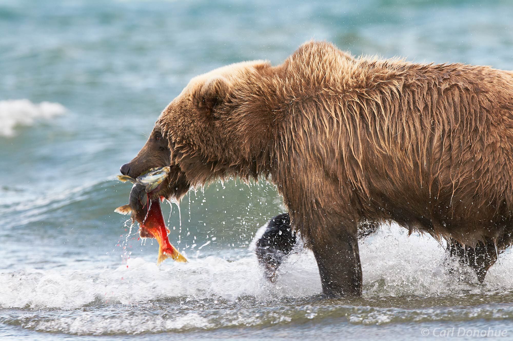 A young coastal brown bear with a recently caught Sockeye Salmon.  Brown bears along the coast enjoy a rich salmon diet and can...