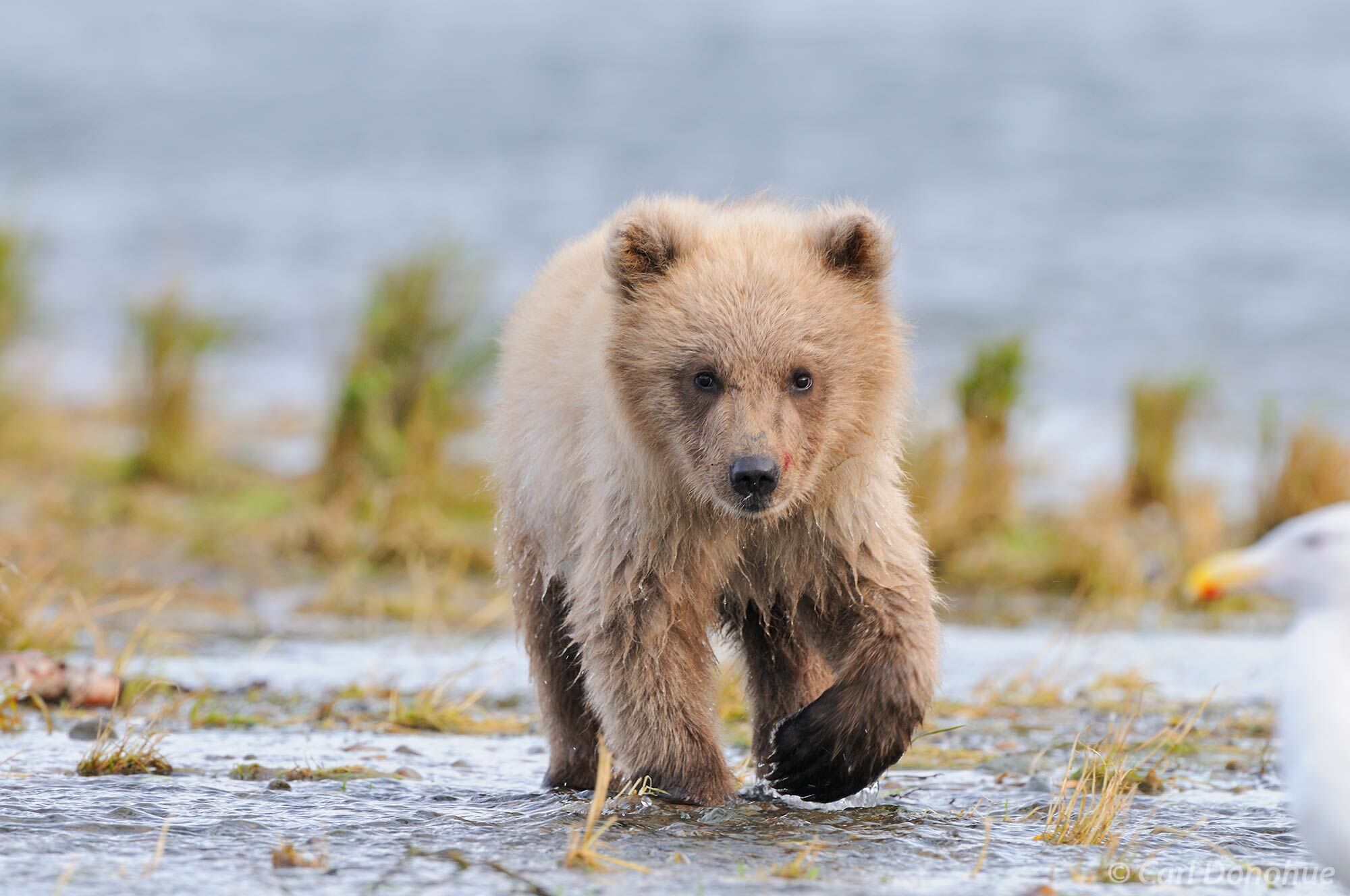 A curious young grizzly bear cub, cute as cute gets, approaches a gull. Grizzly bear cub (Ursus arctos) Katmai National Park...