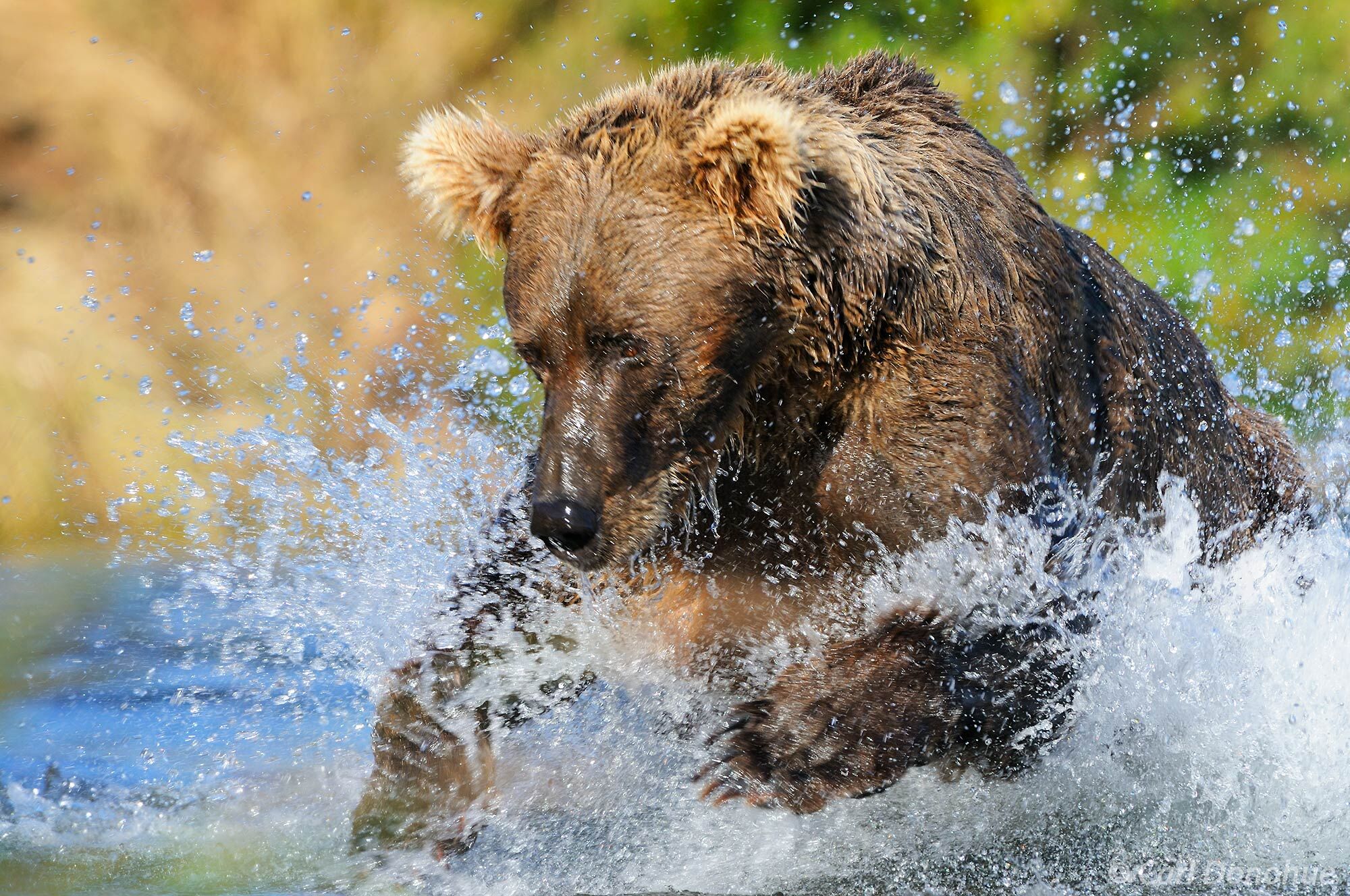 A female brown bear (grizzly bear, Ursus arctos) chases Sockeye Salmon up Brooks River. Katmai National Park and Preserve, Alaska...