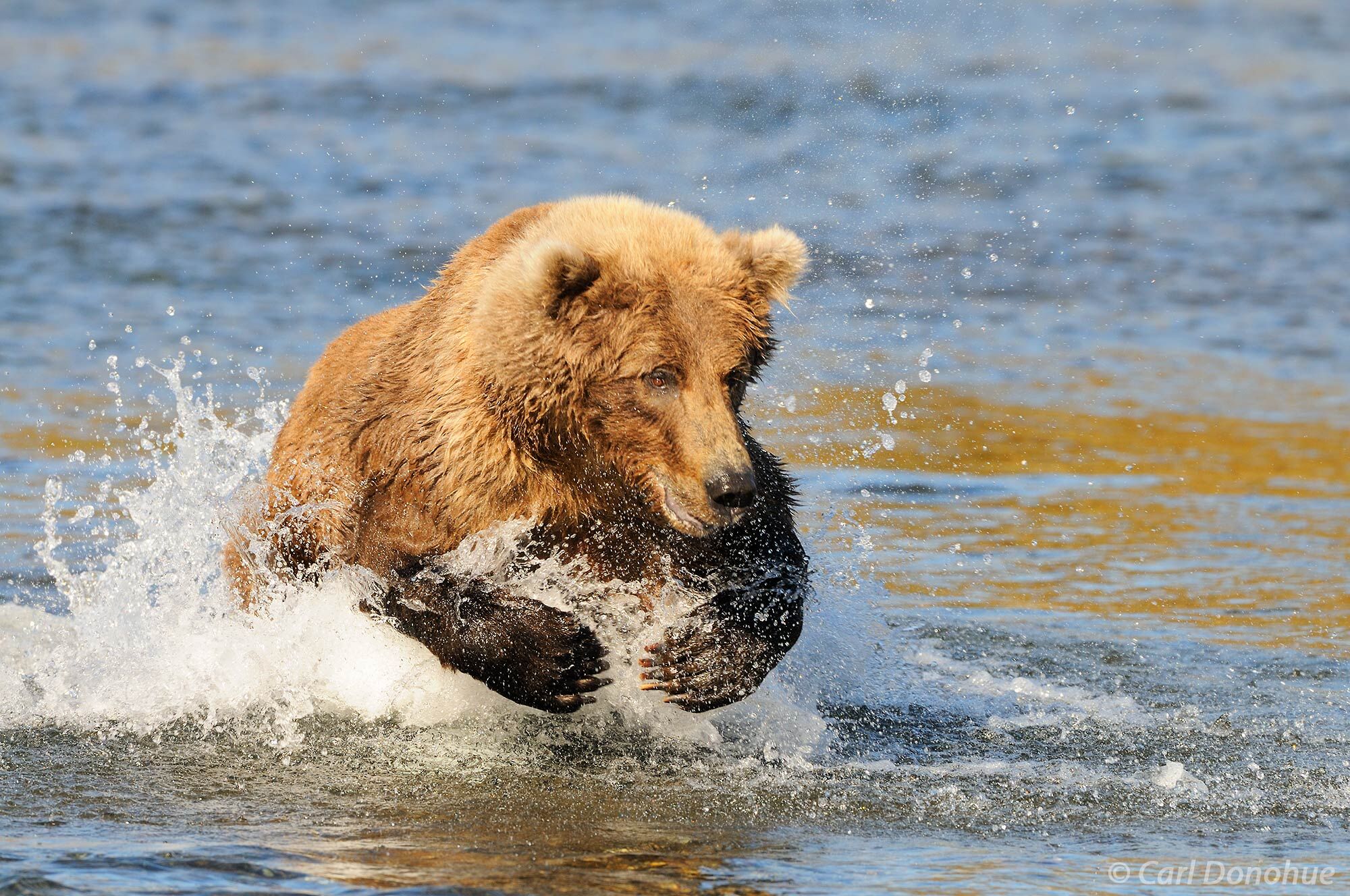 A brown bear (grizzly bear, Ursus arctos) chases a Sockeye Salmon through shallow water in Katmai National Park and Preserve...