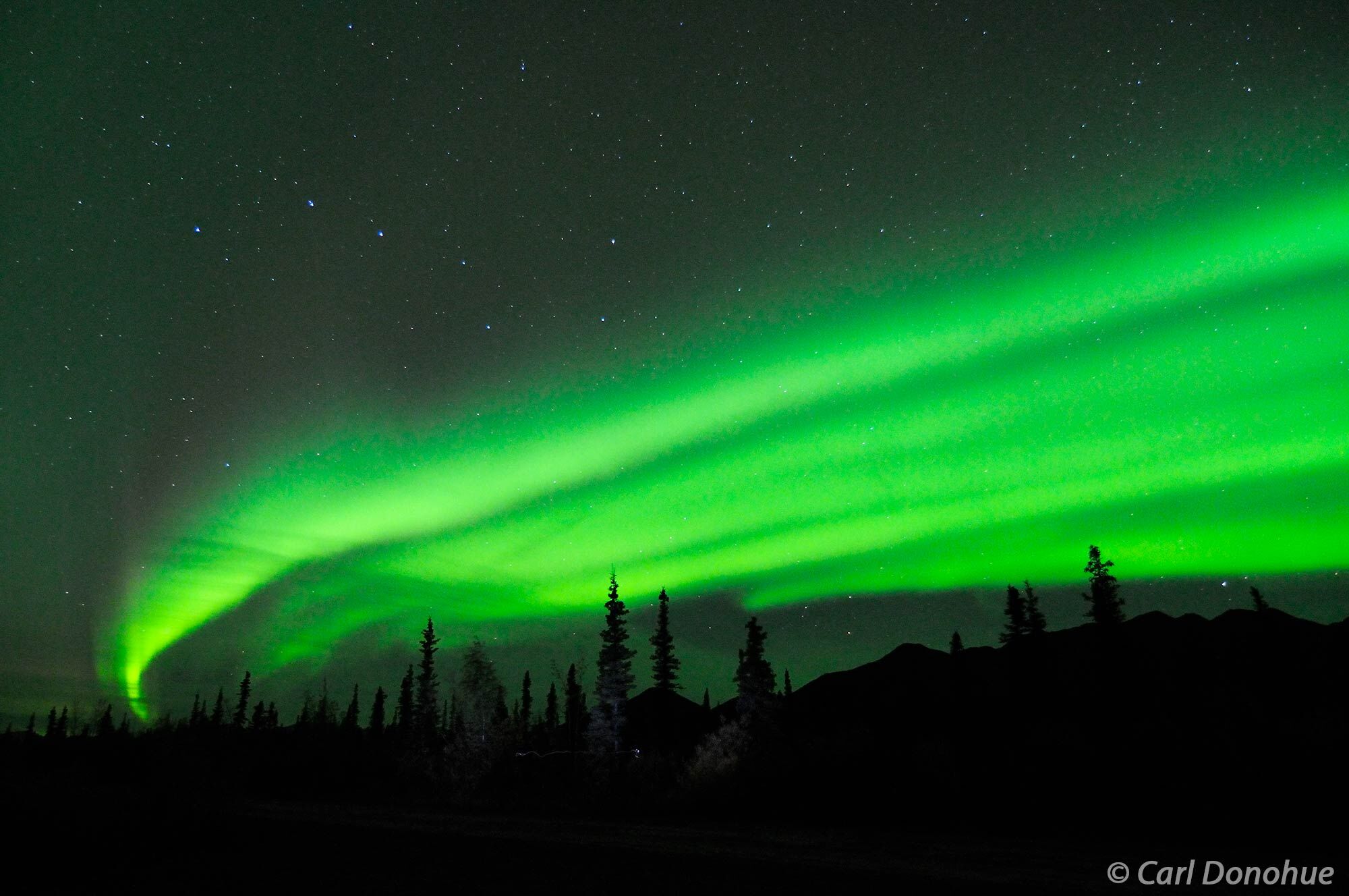 The aurora borealis (northern lights) light up the night sky over the boreal forest in the Mentasta Mountains, boreal forest...