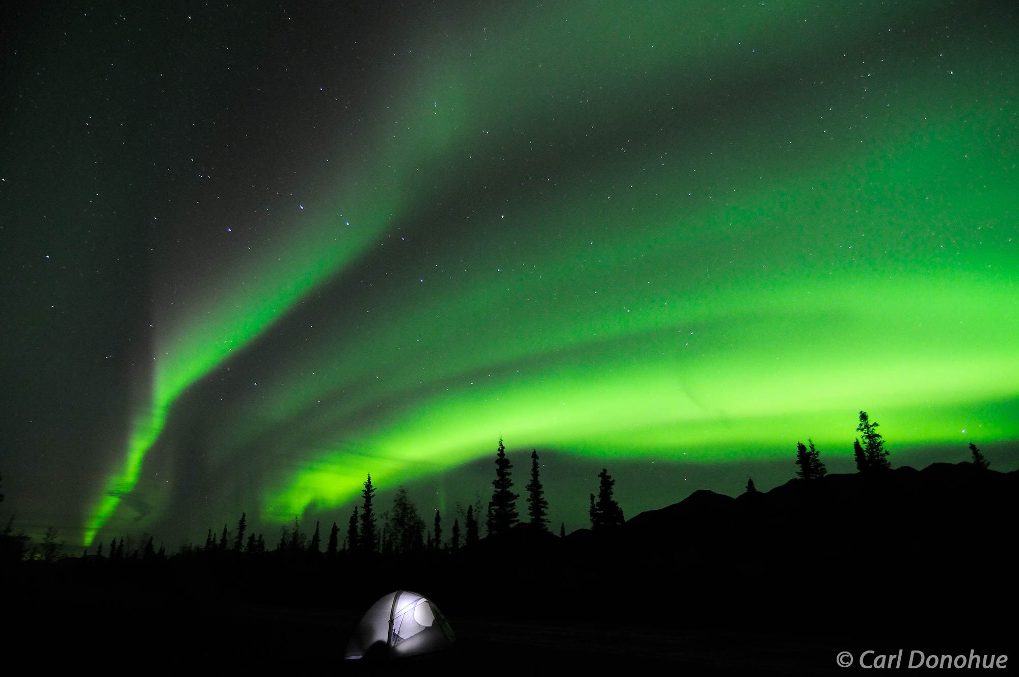 The aurora borealis (northern lights) light up the night sky above a tent. Campsite in the Mentasta Mountains, boreal forest...