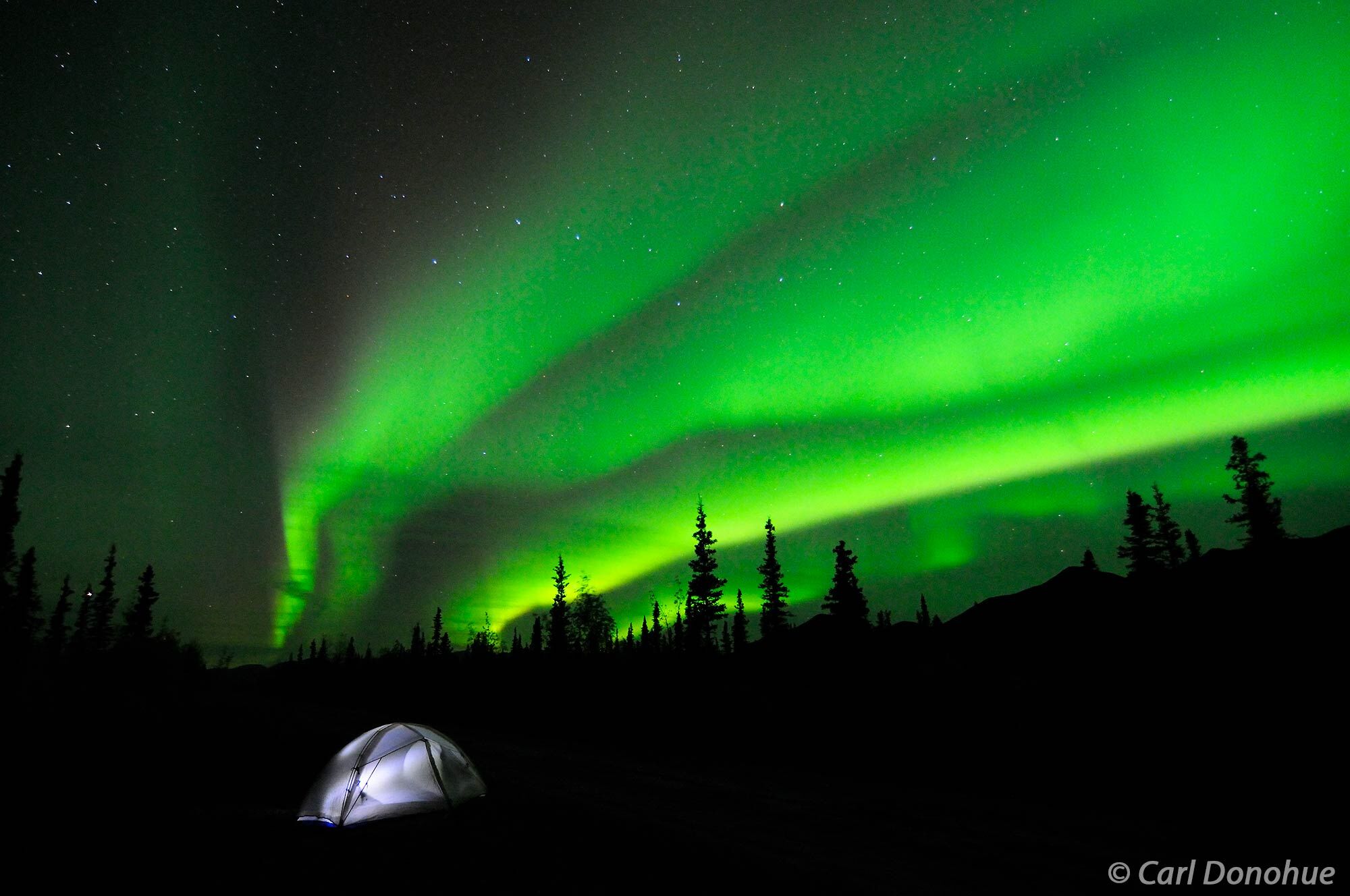 The aurora borealis (northern lights) light up the night sky above a tent. Campsite in the Mentasta Mountains, boreal forest...