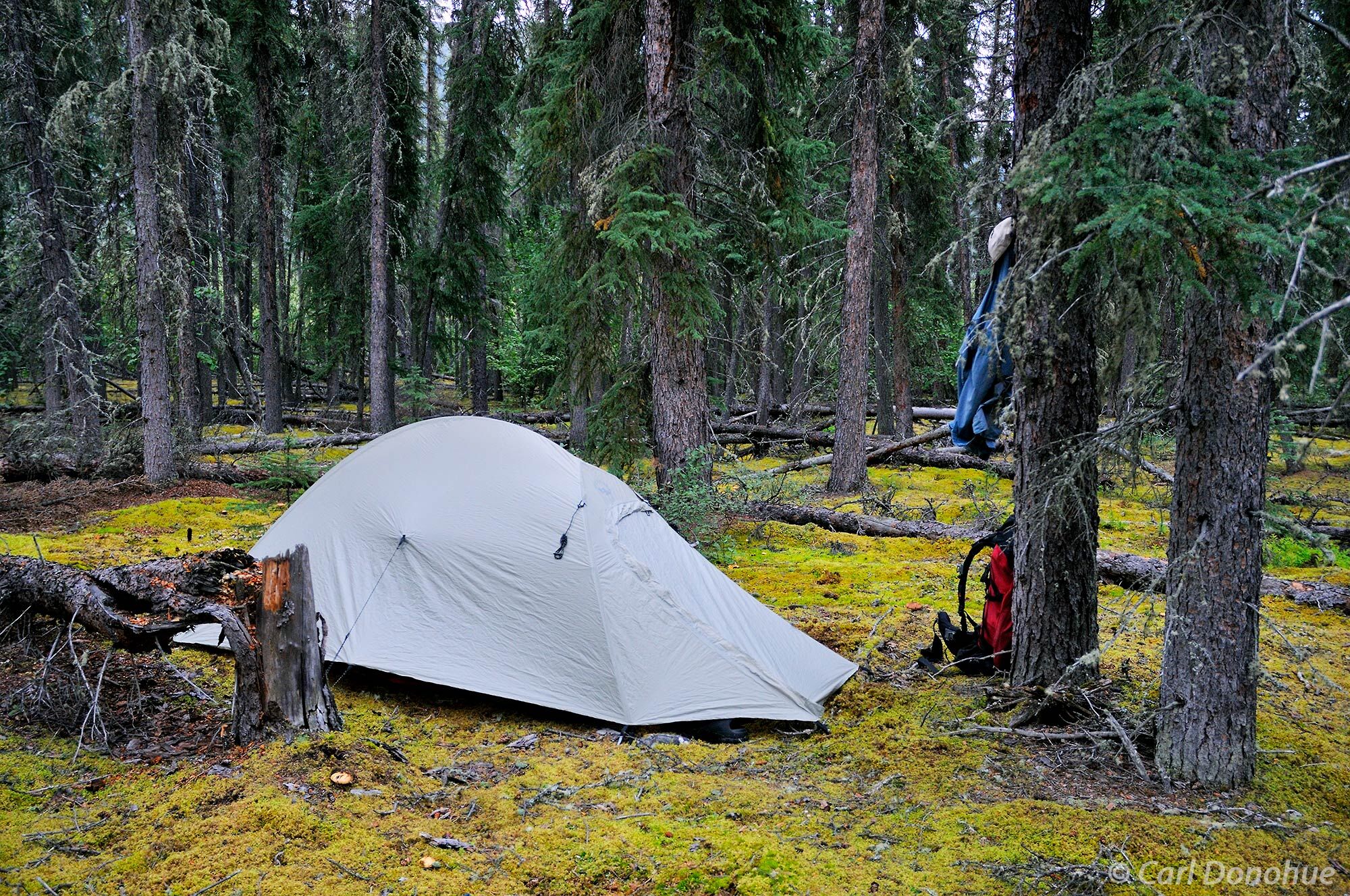 Camping in the boreal forest in the Brooks Range, near the Arrigetch peaks. Gates of the Arctic National Park and Preserve, Alaska...