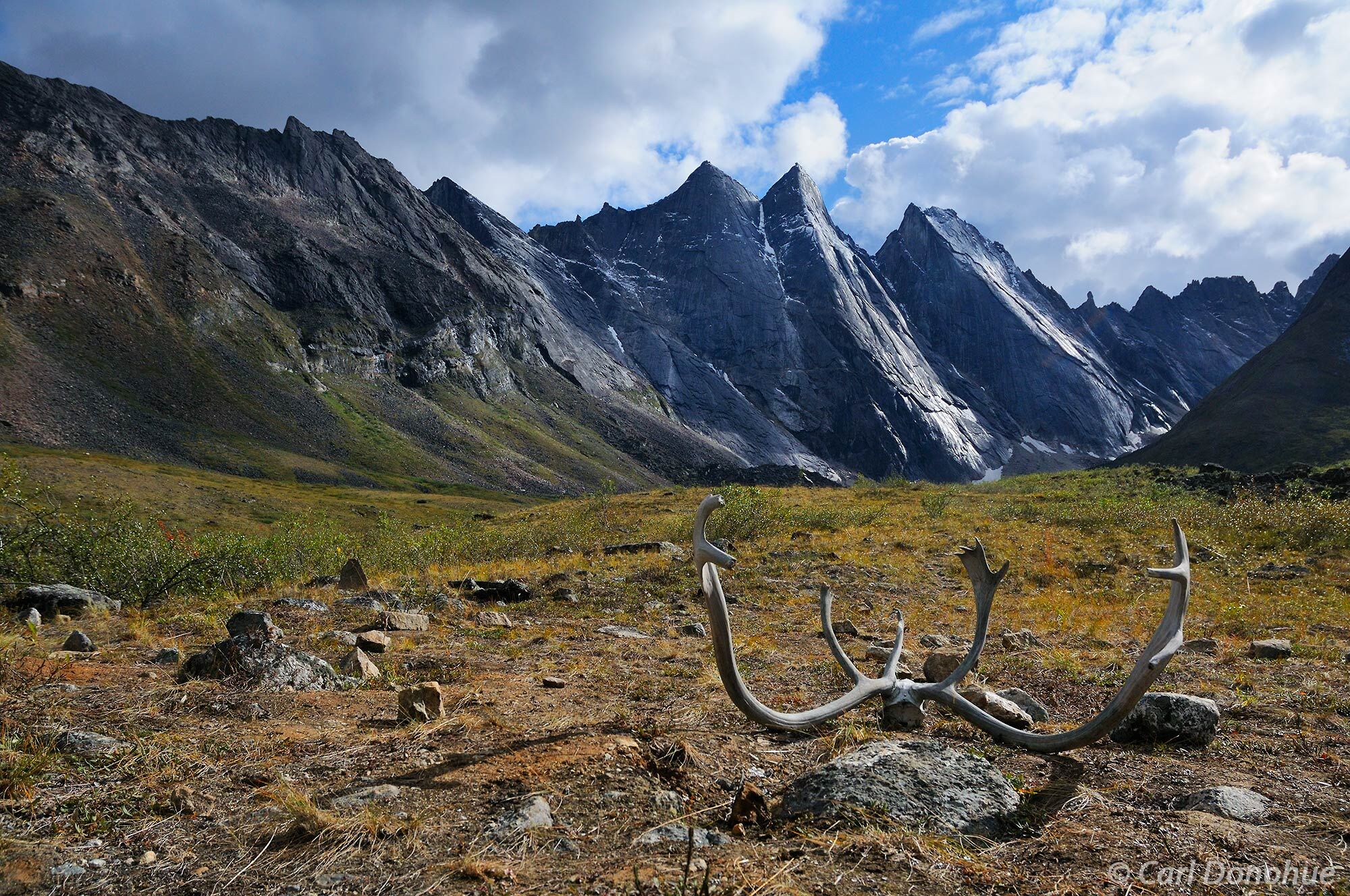 Bull caribou antlers lie on the ground in the Arrigetch Peaks region of Gates of the Arctic National Park. The Arrigetch area...