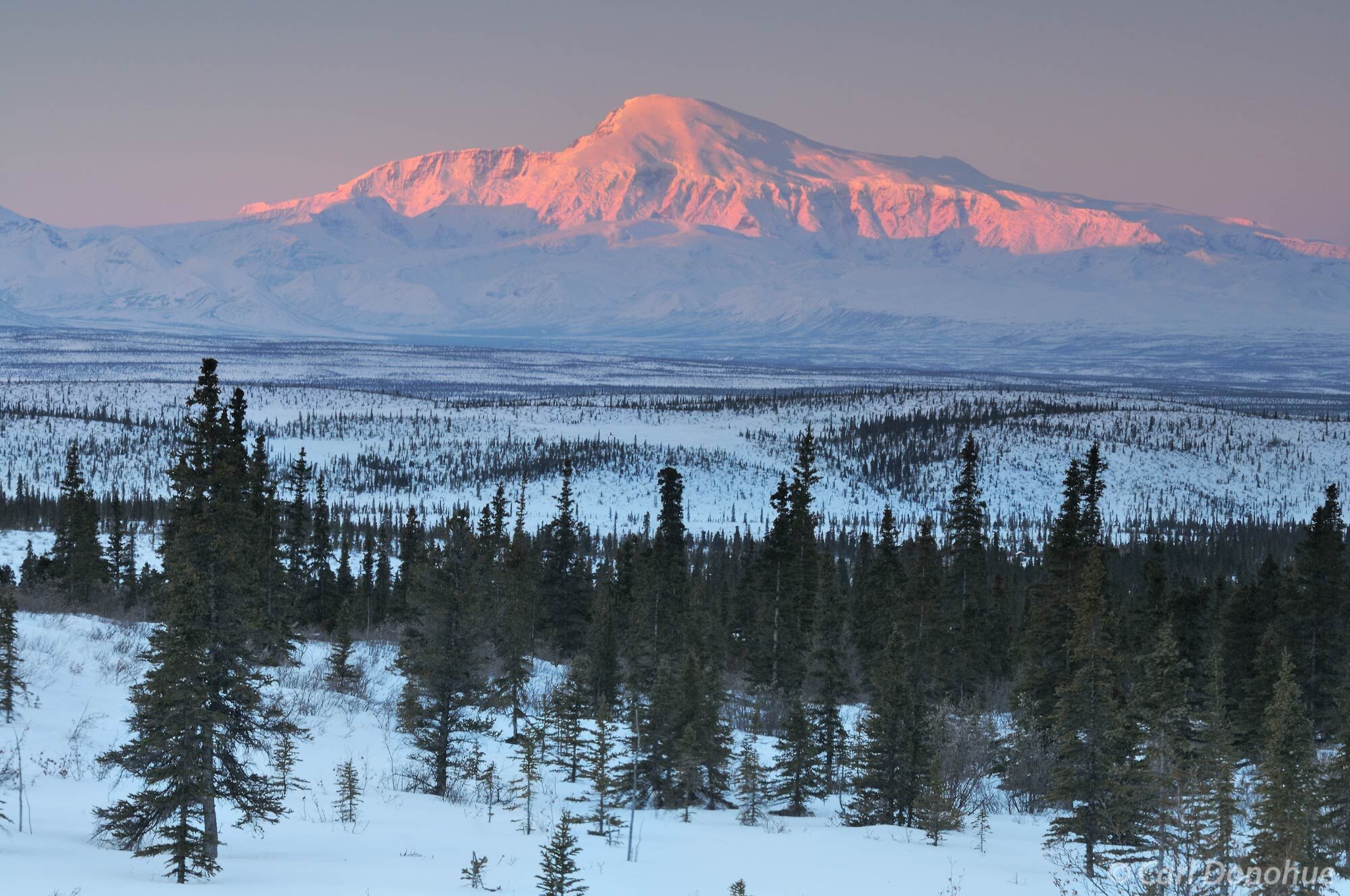 Mount Sanford at dawn. Alpenglow lights up the peak of Mount Sanford, across the broken boreal forest of the Copper River Basin...