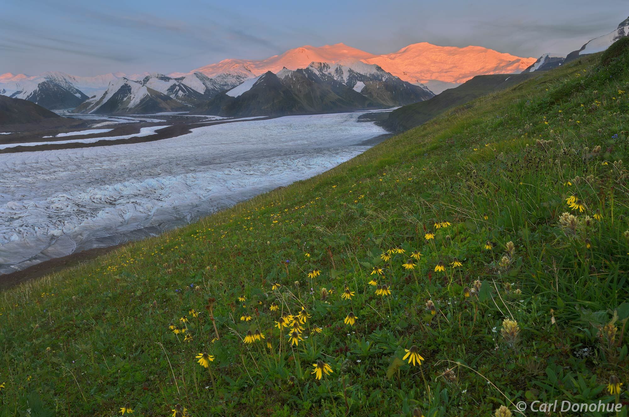 Russell Glacier and Mount Bona and Mount Churchill, alpenglow at sunset, and an array of wildflowers in Wrangell-St. Elias National...