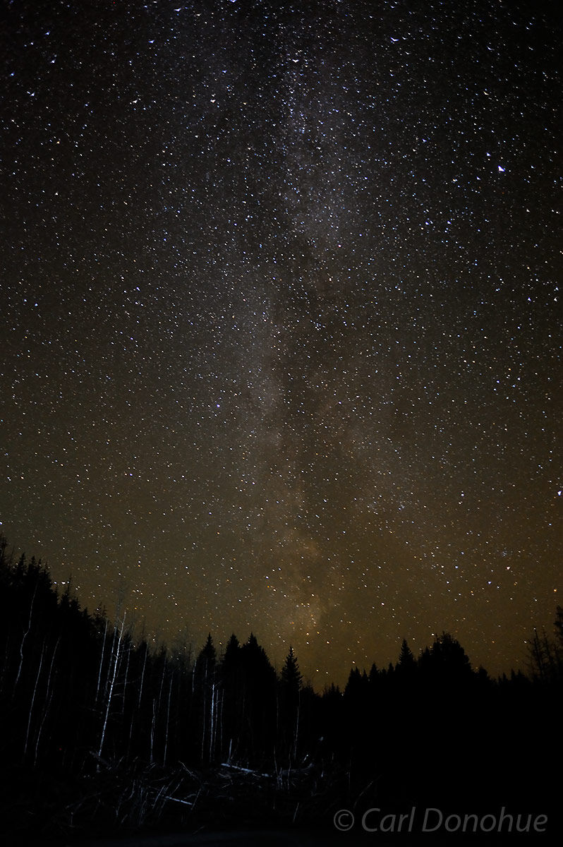 The Milky Way glows, over a lightly lit spruce forest, off the beach near the Malaspina Glacier, Wrangell-St. Elias National...