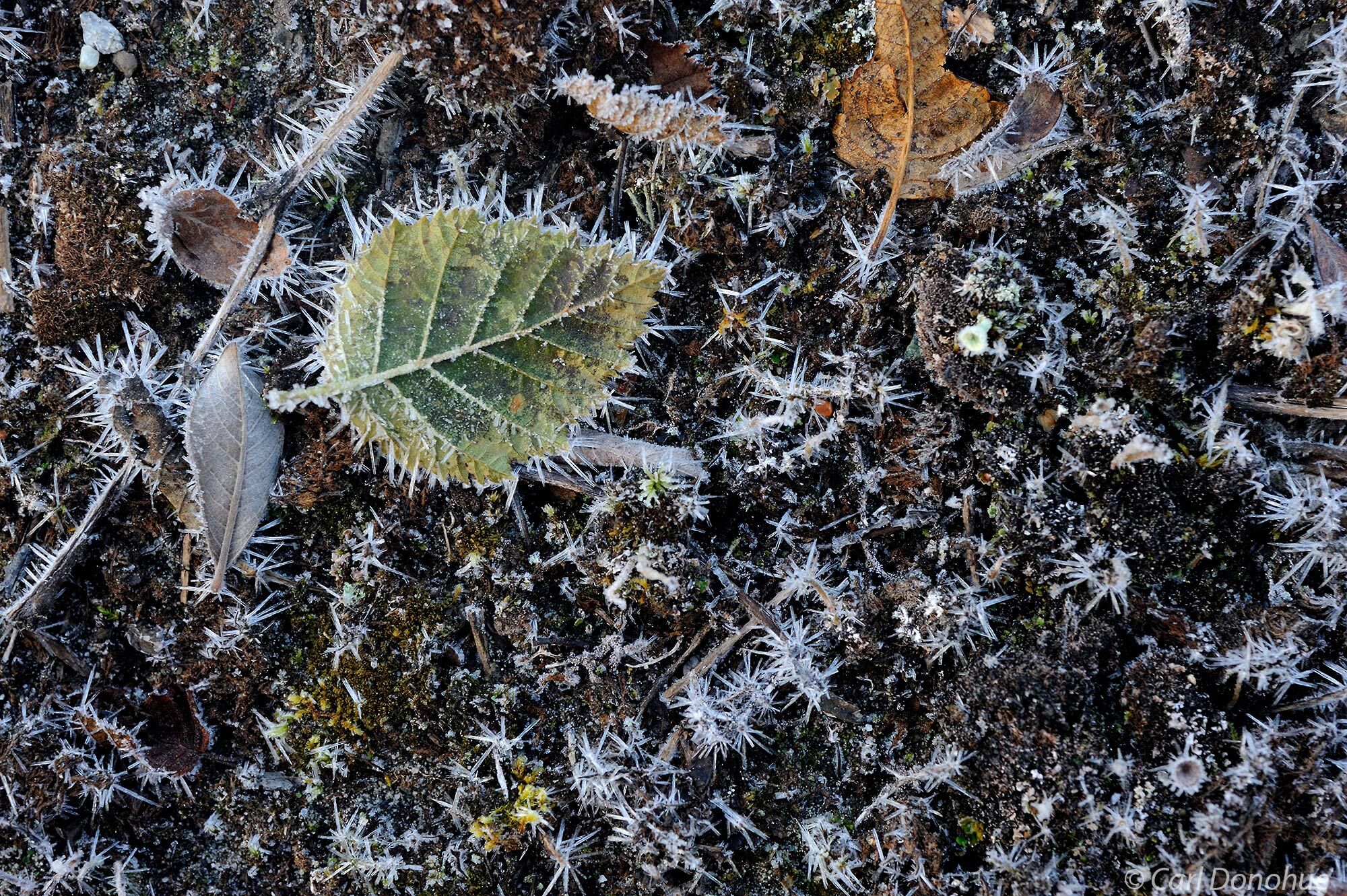 Frosted alder leaf on frozen ground, on the beach shoreline near Icy Bay, Wrangell-St. Elias National Park and Preserve, Alaska...