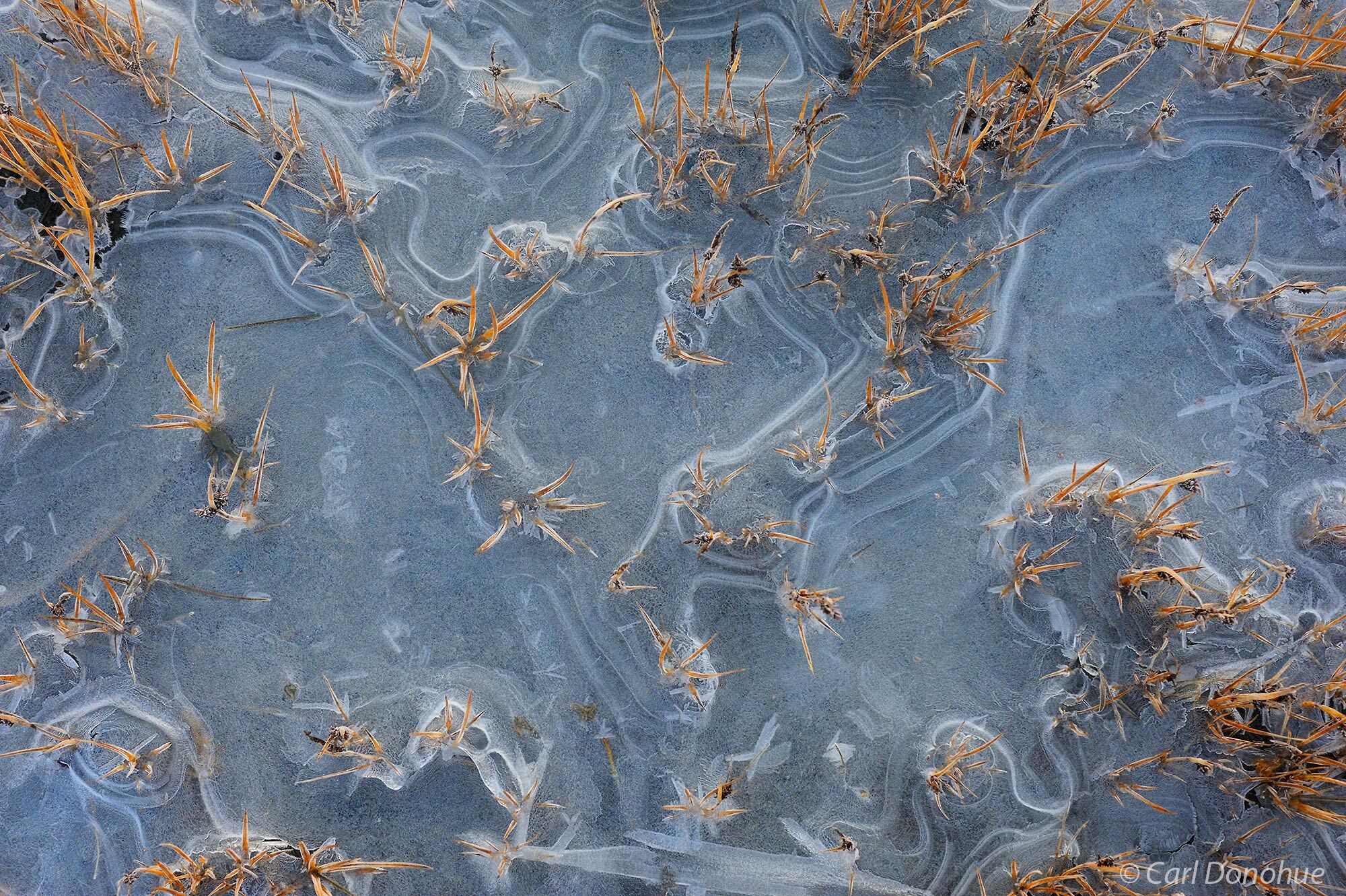 Ice patterns and dead grasses at freeze-up, late fall, on a small stream near Icy Bay, Wrangell-St. Elias National Park and Preserve...